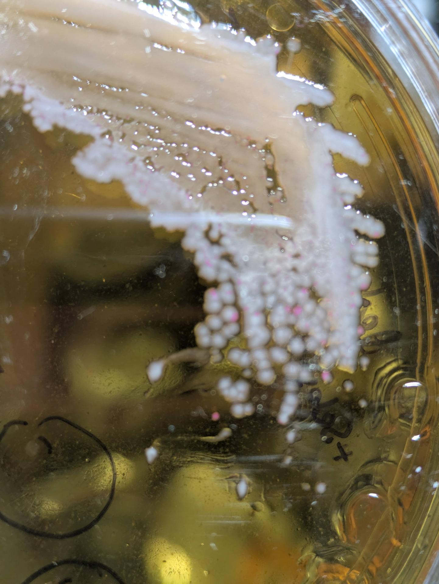 BL21, some with RED plasmid still present