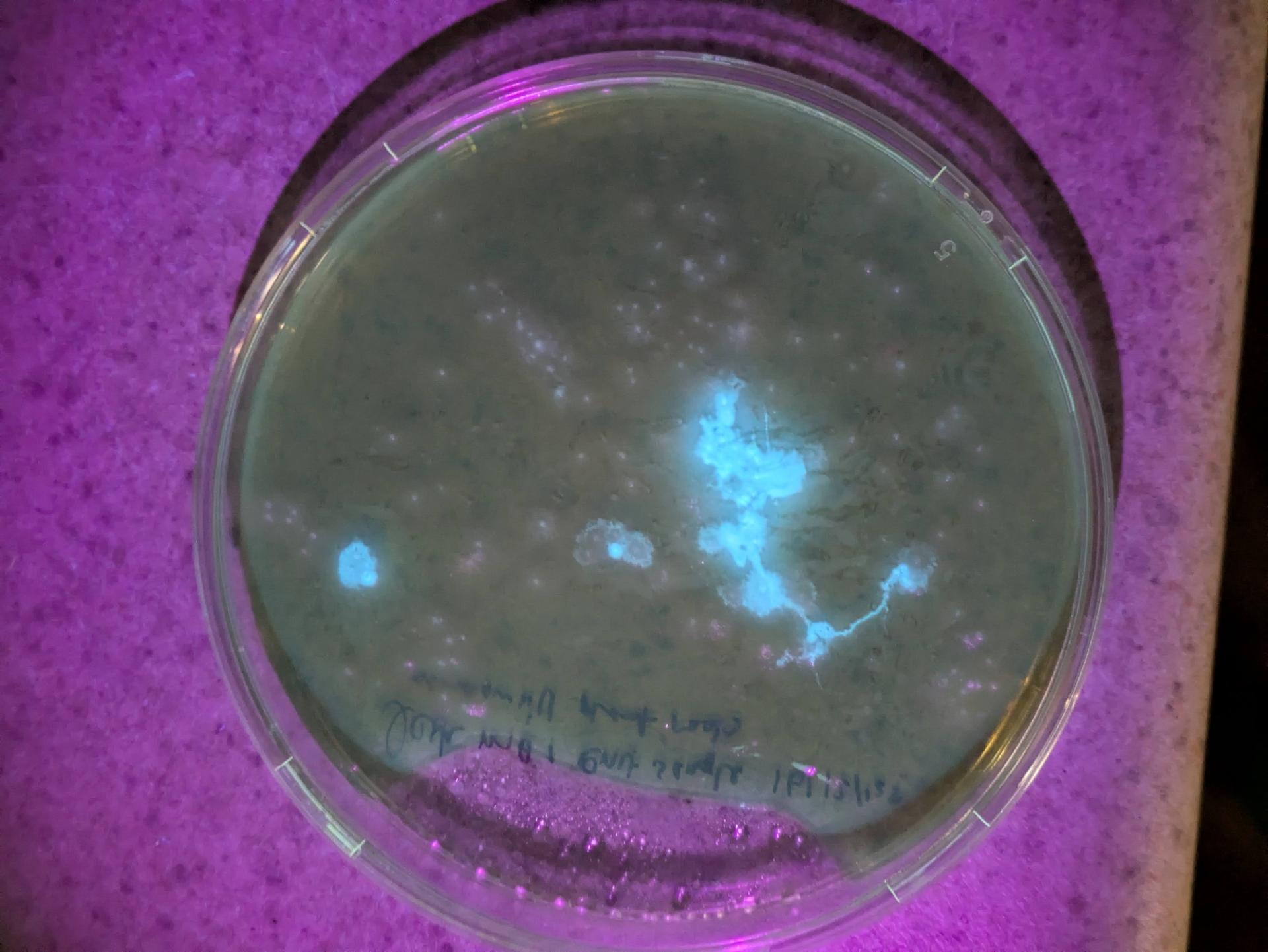 Experiment photo