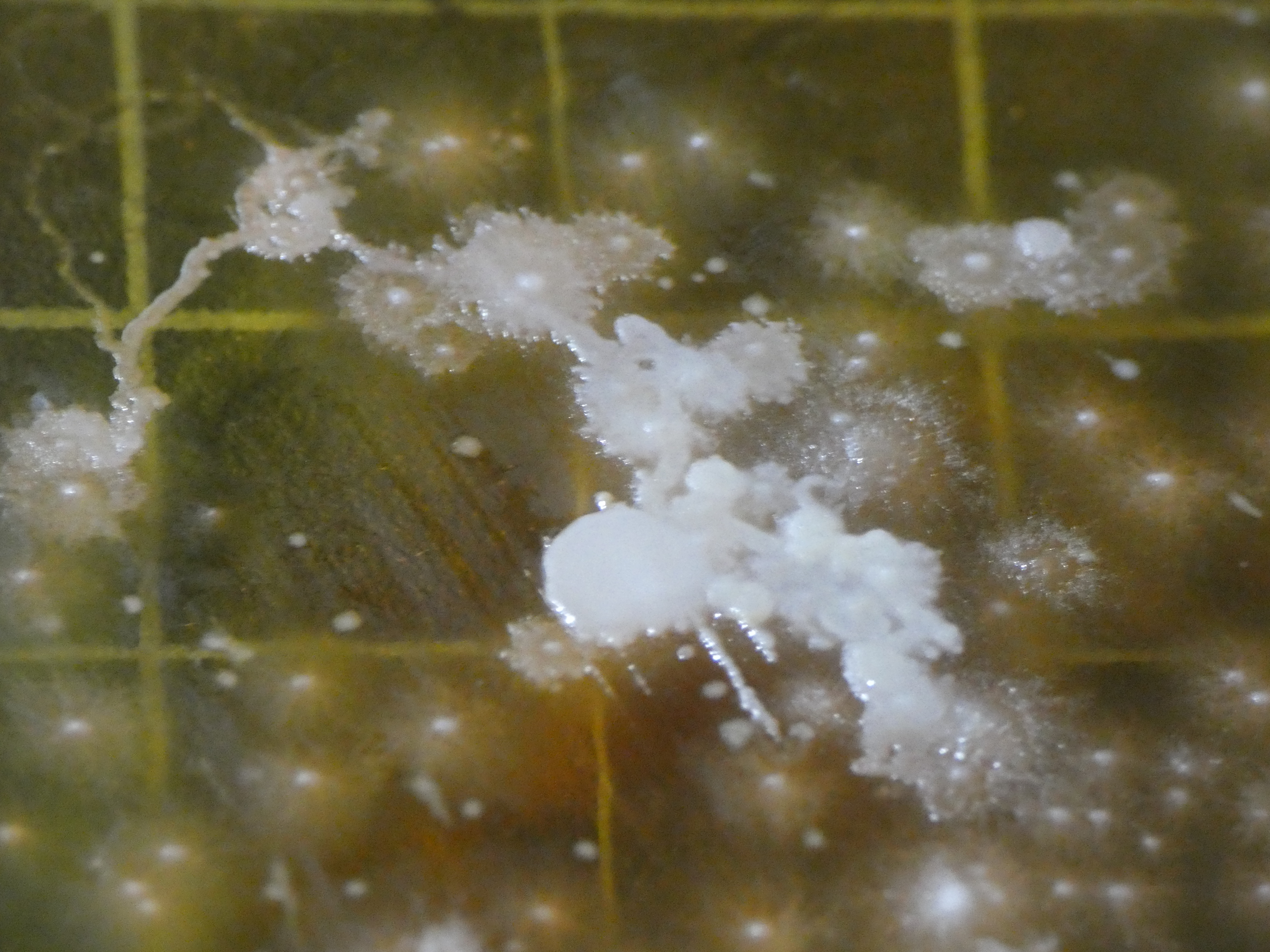 Streak from plant roots in water