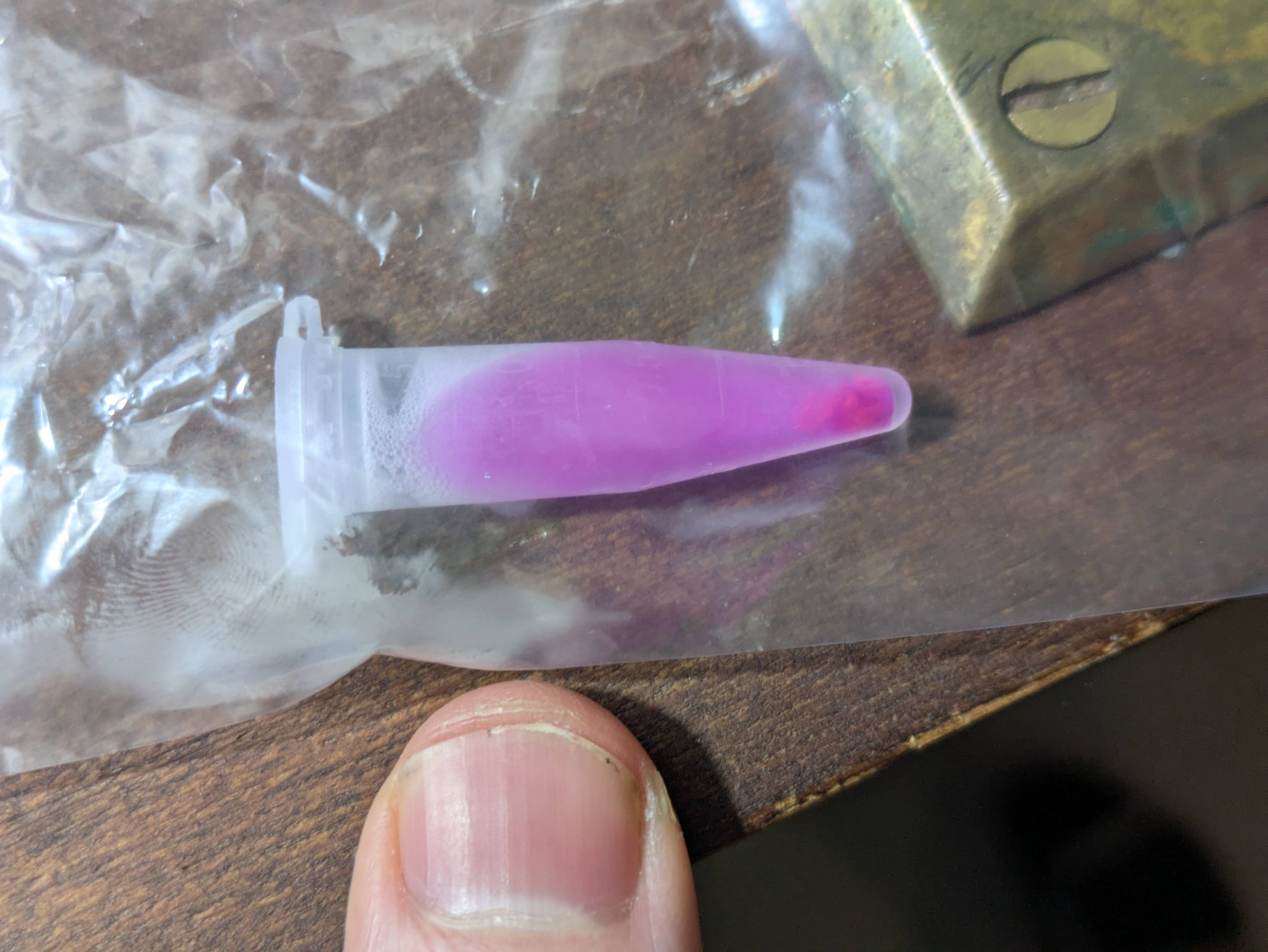 e.c. making colorful protein