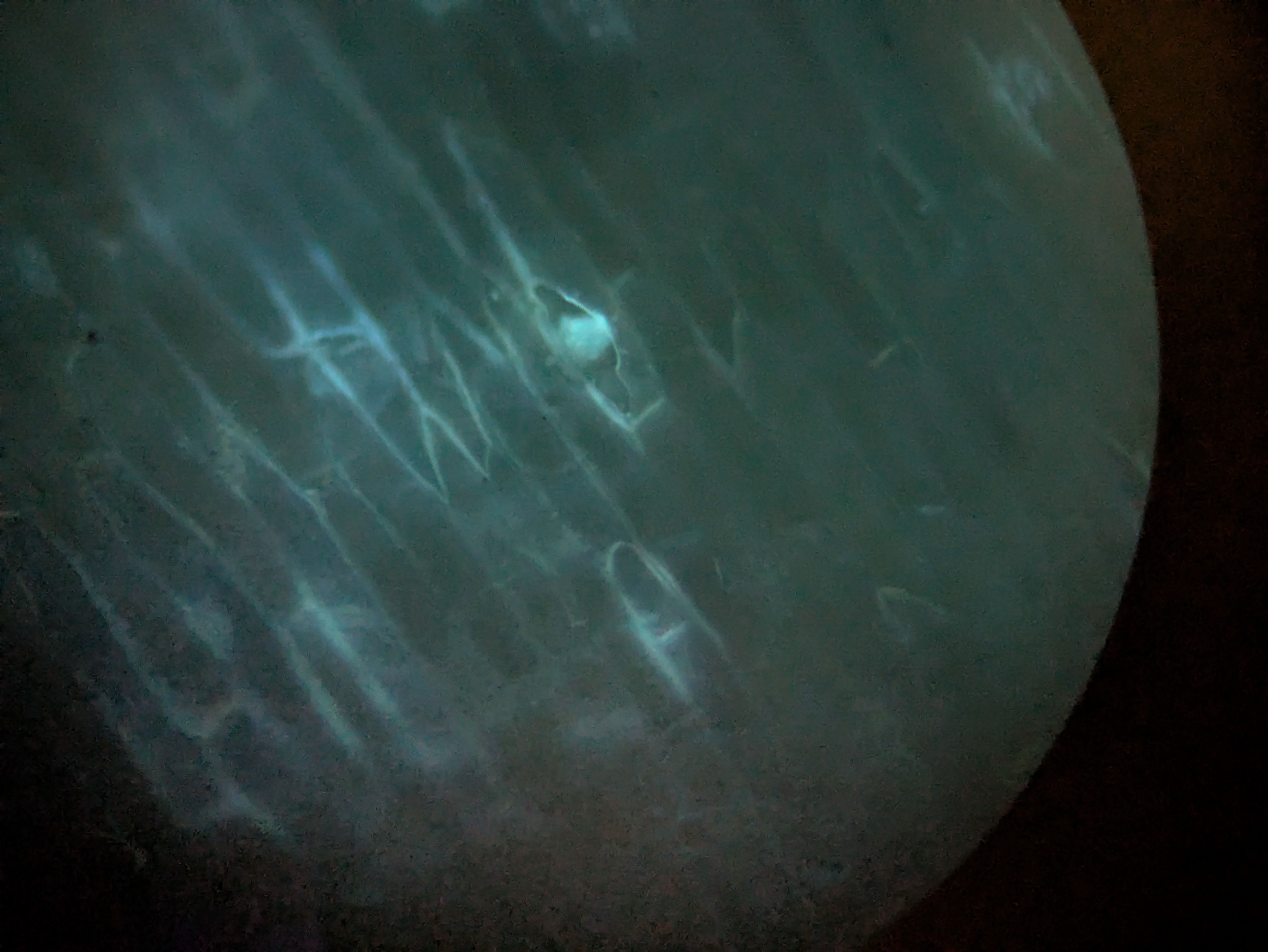 Onion looking exciting for a sec