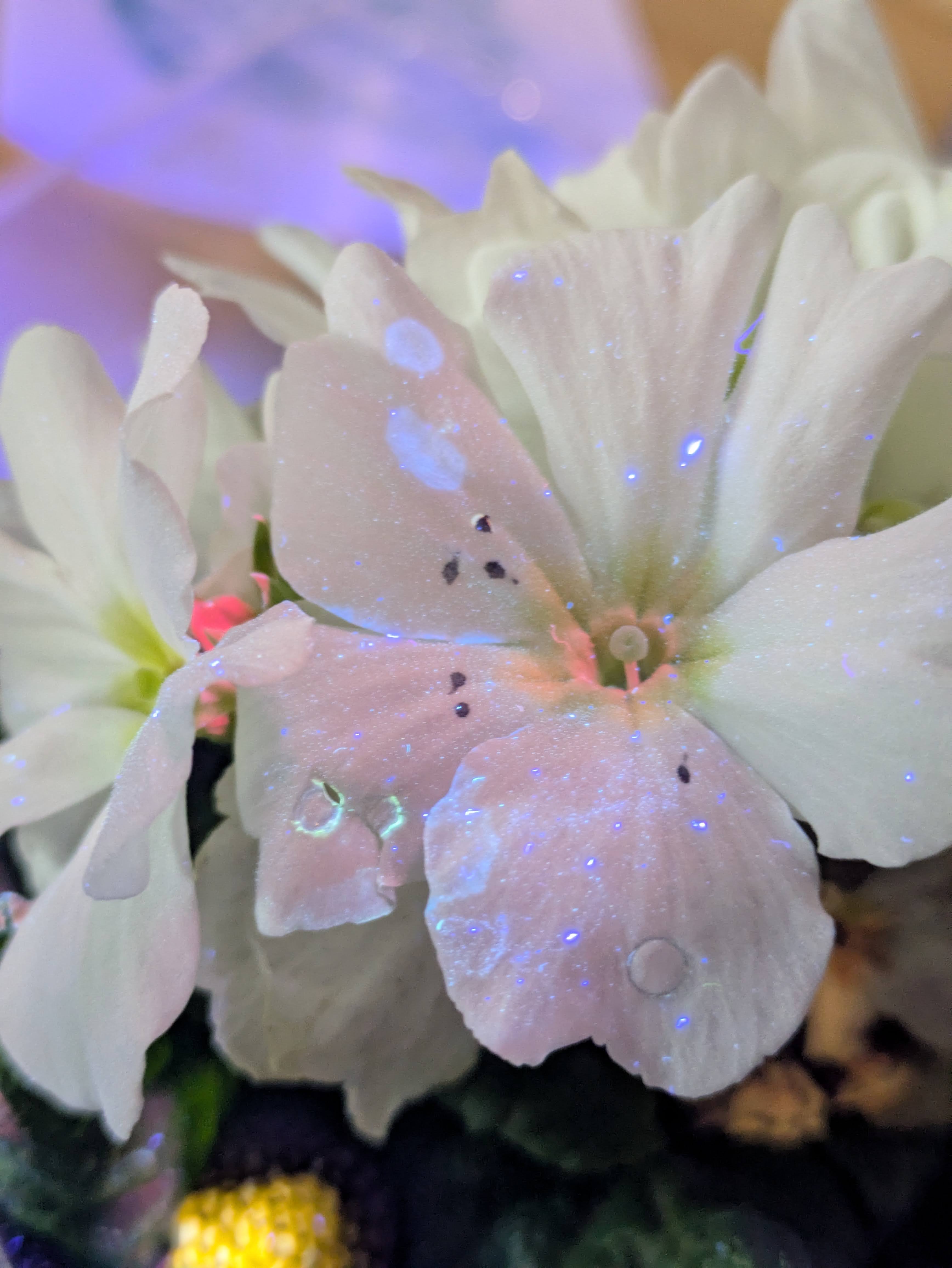 Testing injection mix (no agro) and seeing fluorescence in response to damage