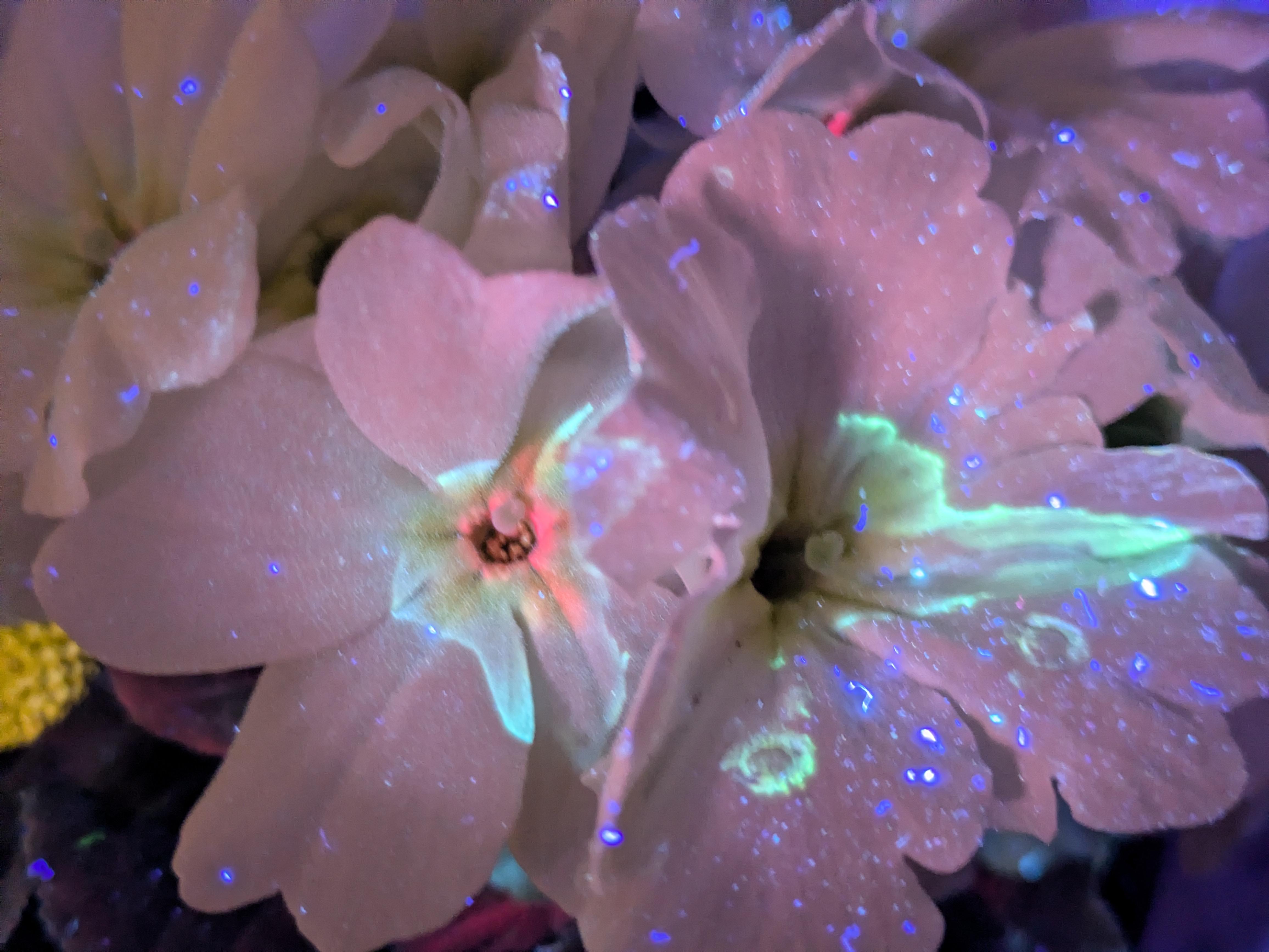 Woah, what's that glow