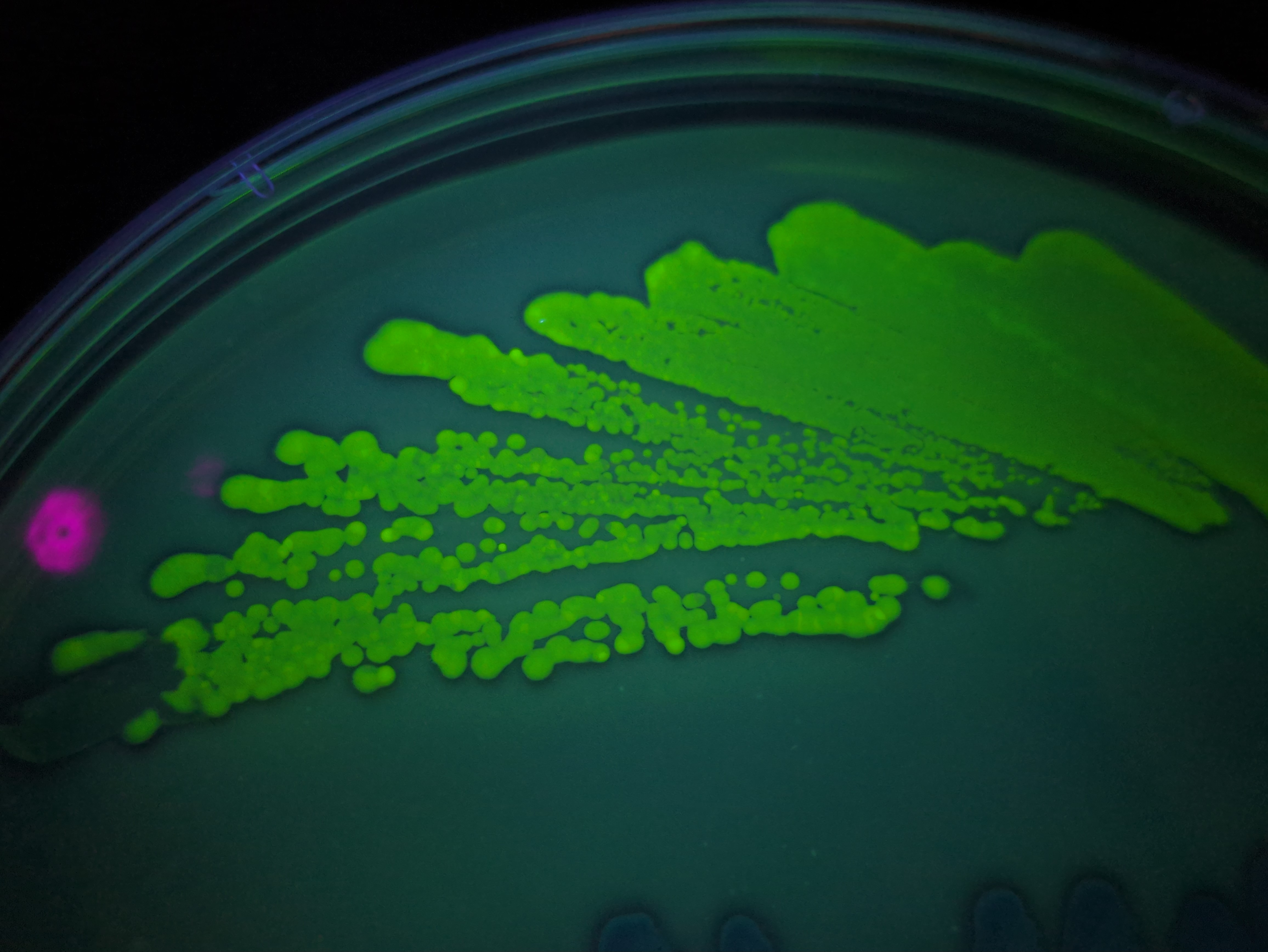 Variation in GFP hard to capture