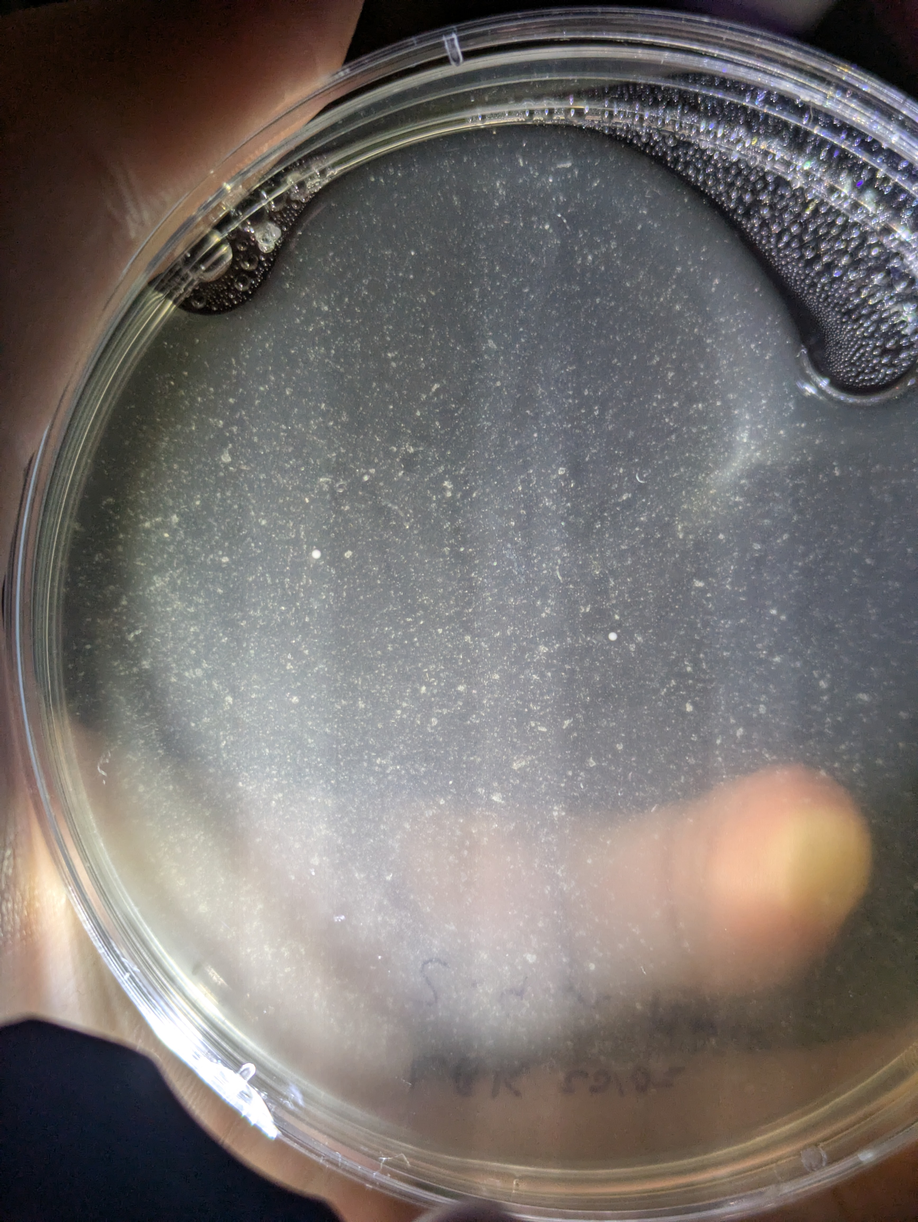 Two colonies, ignore my cloudy agar