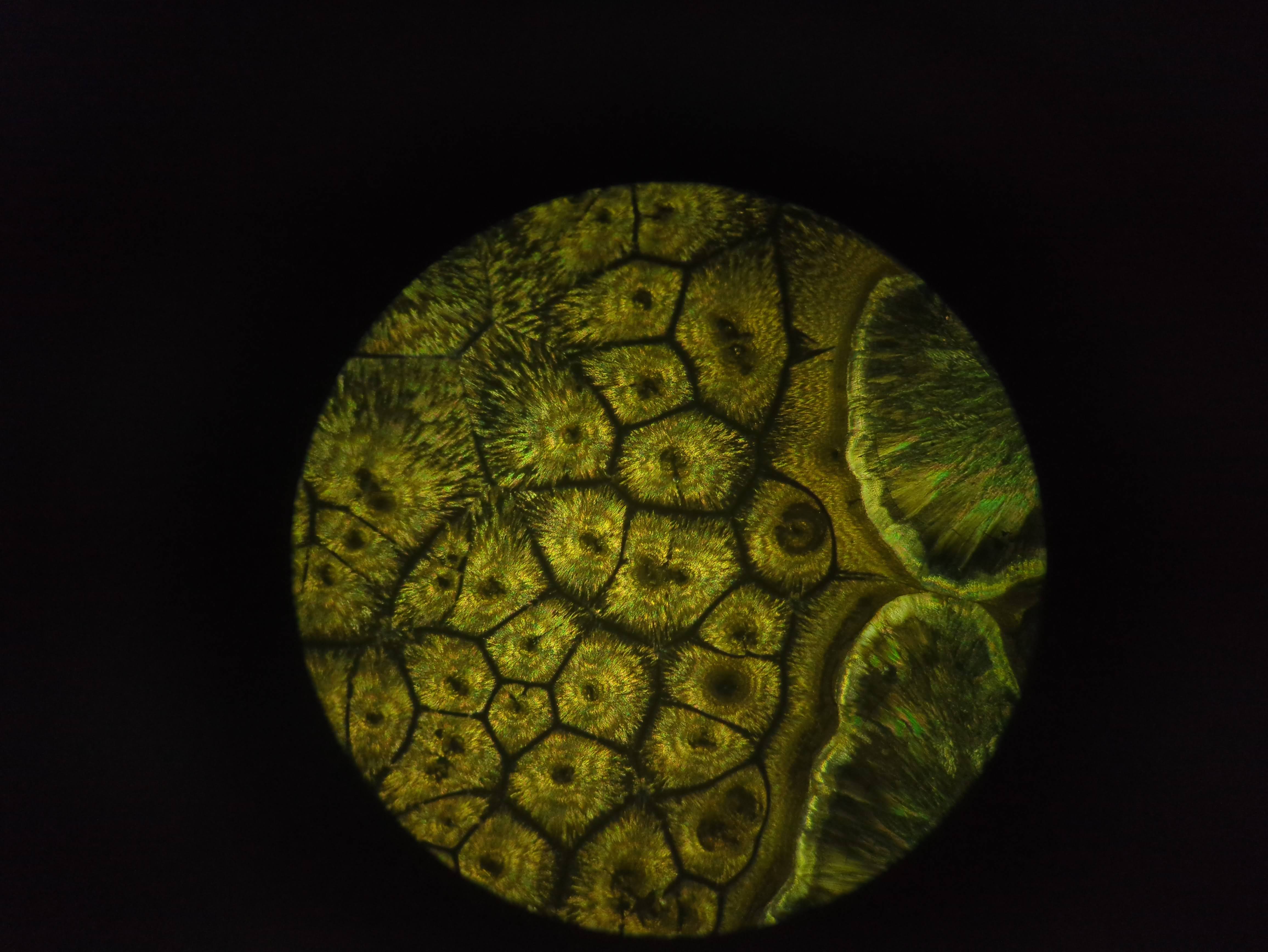 Mix of things, inc vit C