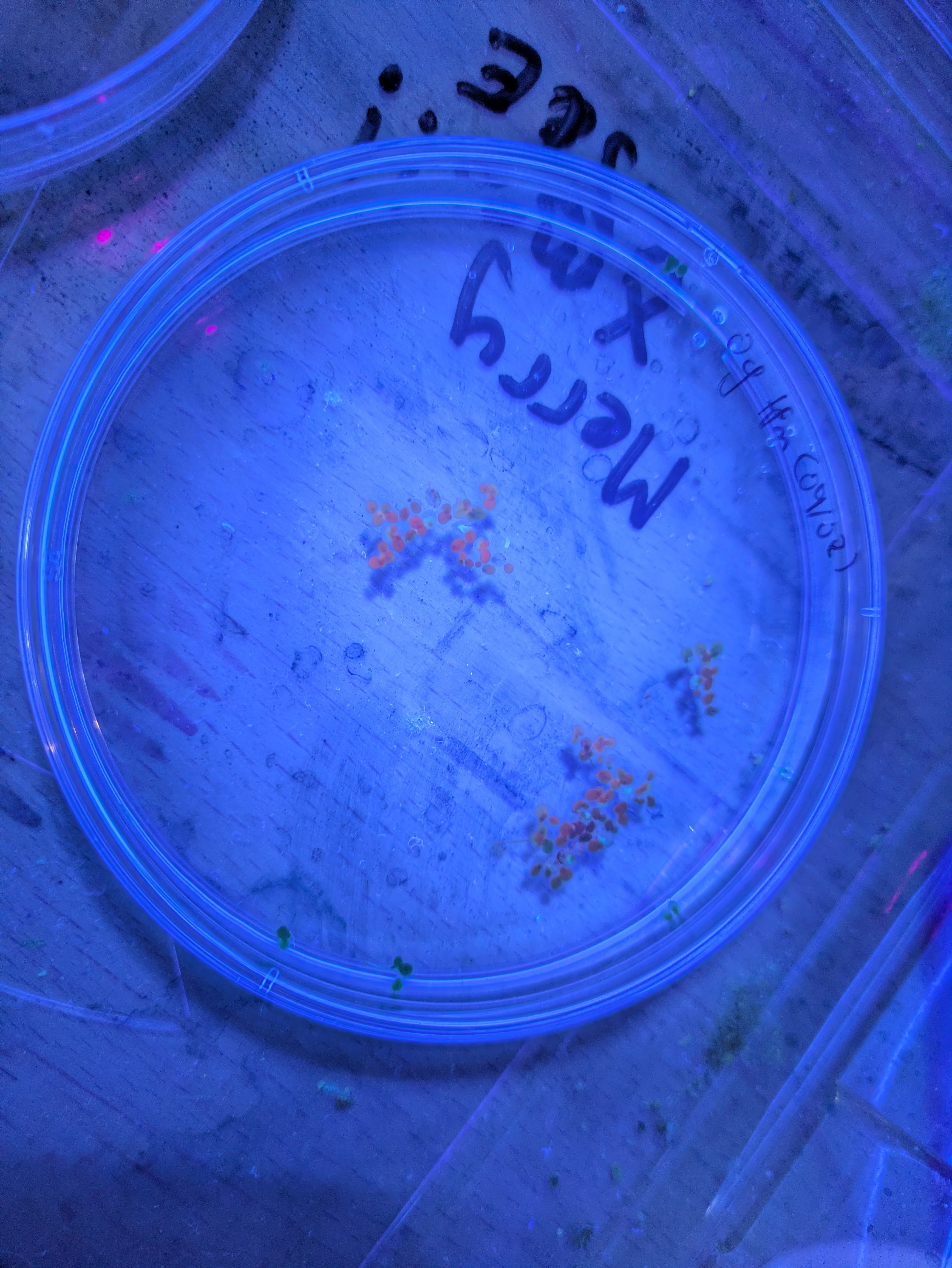 Compare to those that just sat in agro mix for a bit