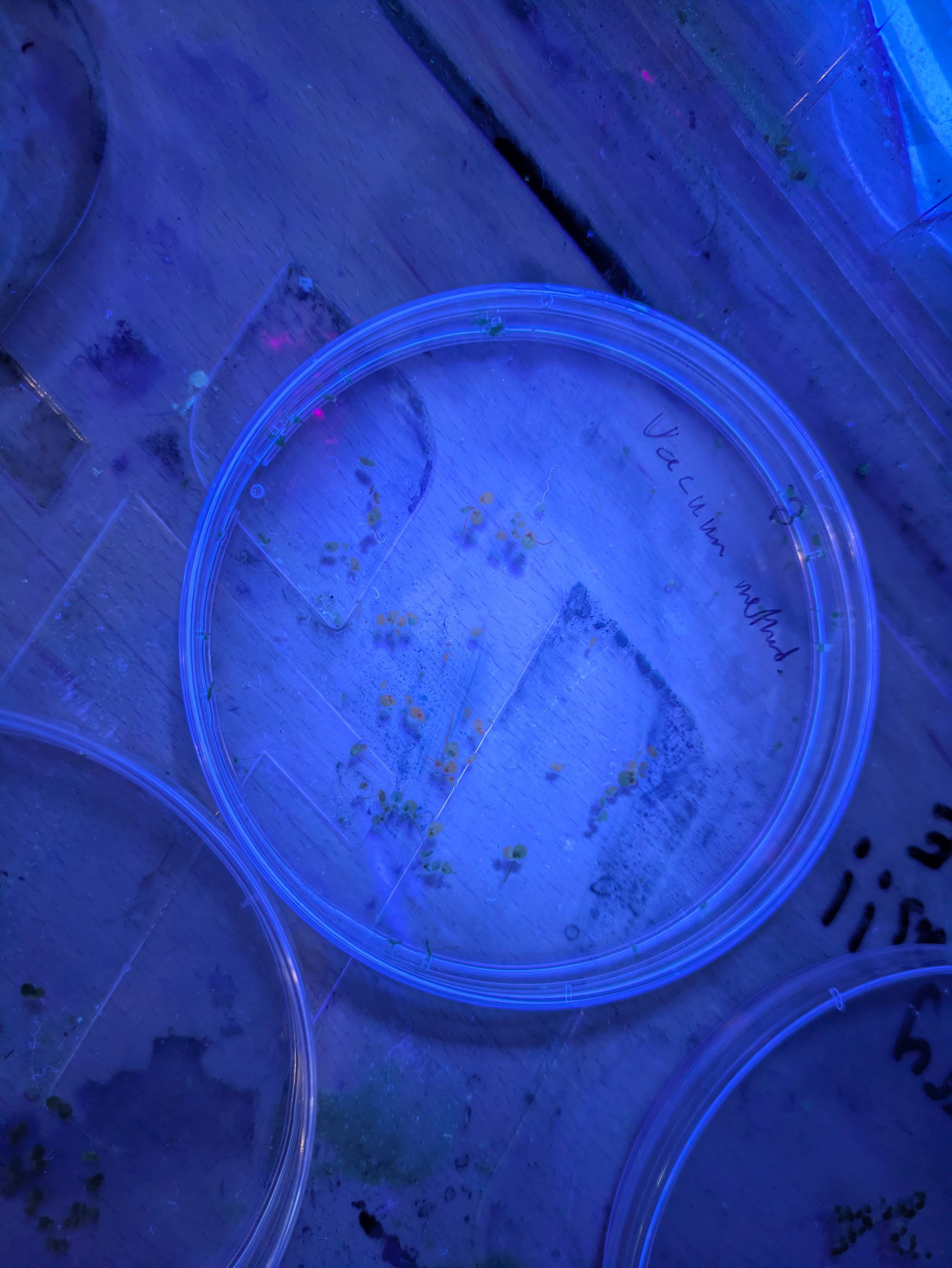 syringe slam can be harsh, but some red indicates happy (under 365nm)