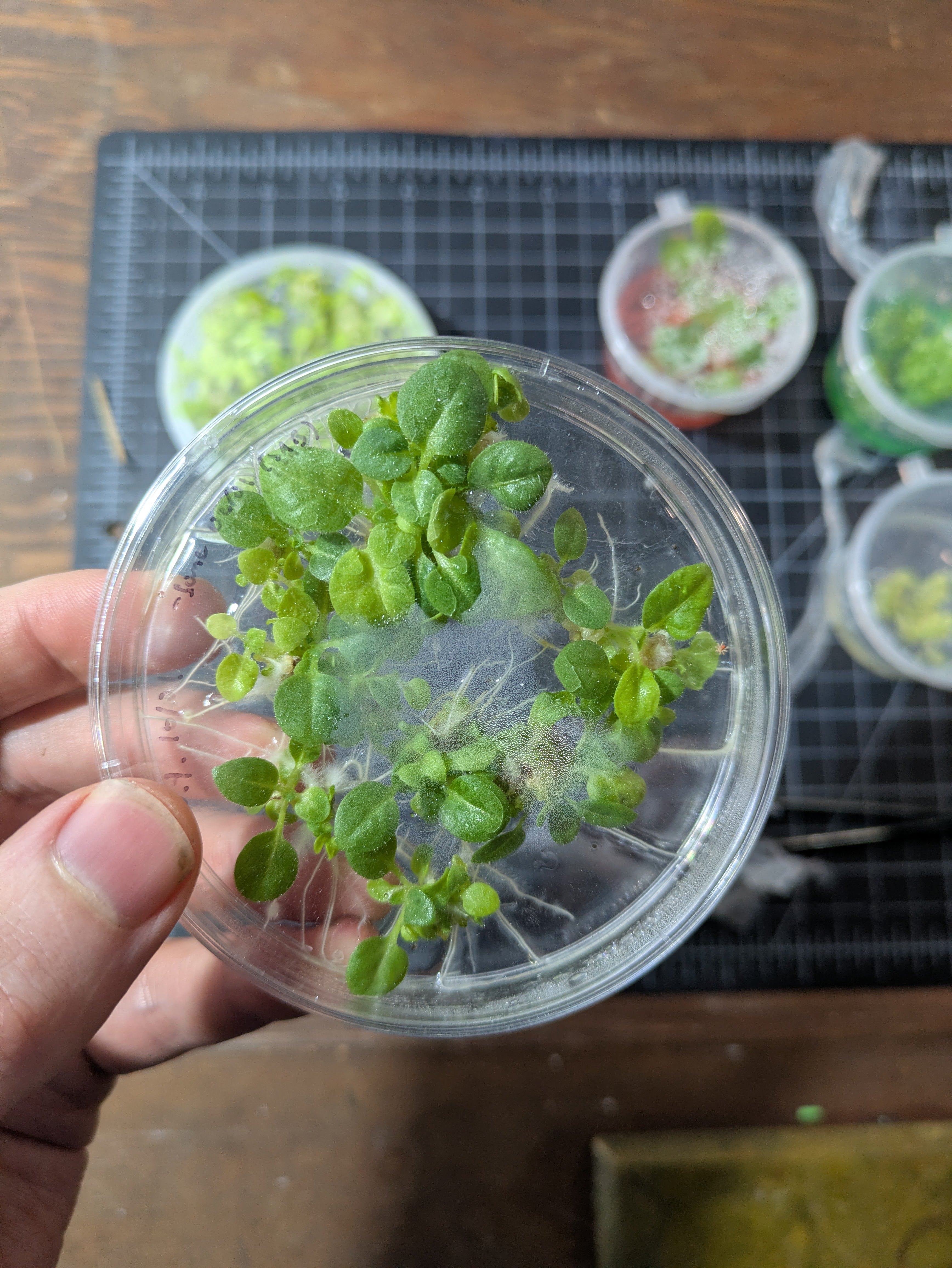 Plate that I took some from, mild contam so left unsealed, healthy!