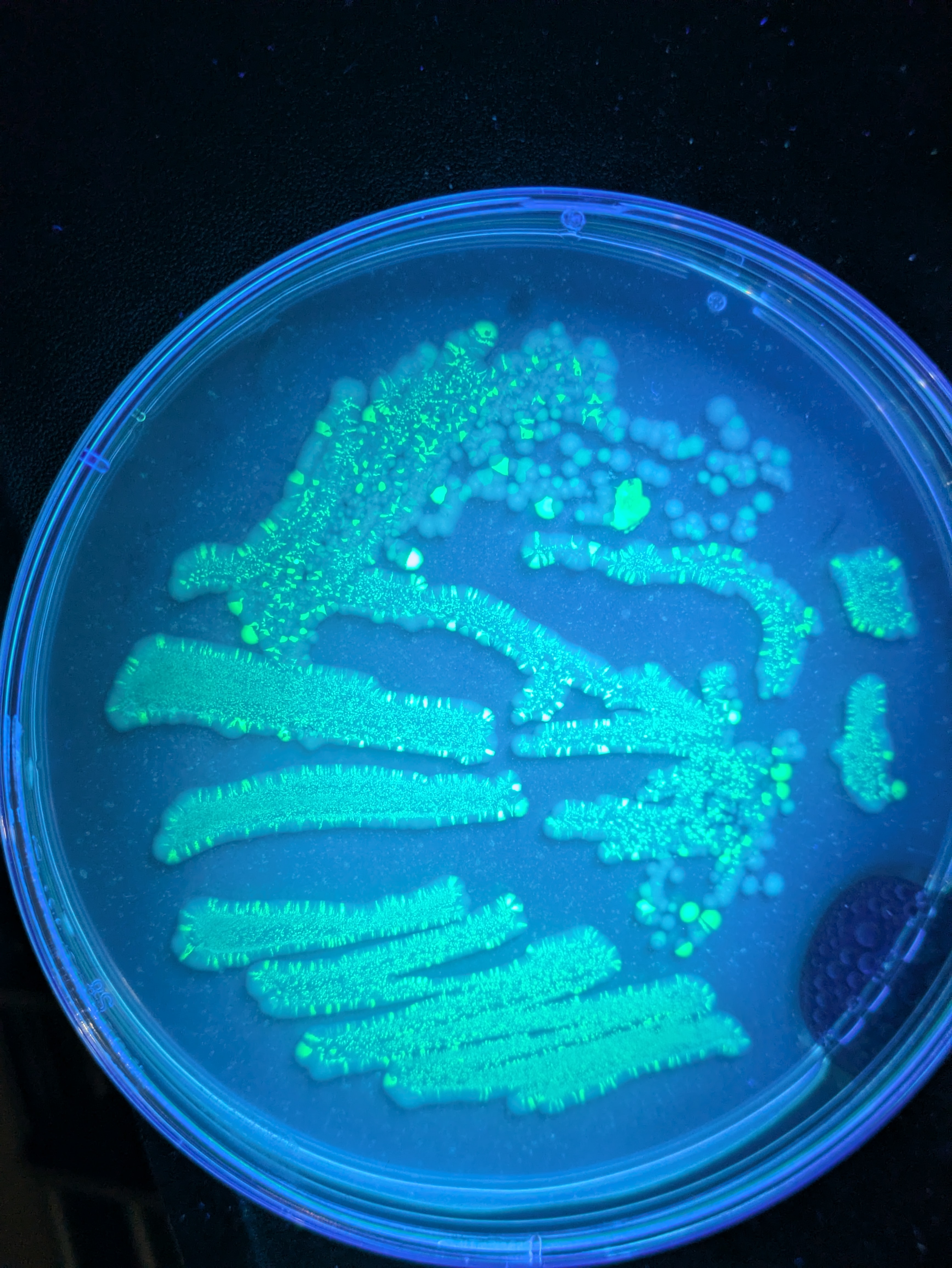 First plate from the stab, picked a glowy colony (gfp in bacteria is marker for this plasmid)