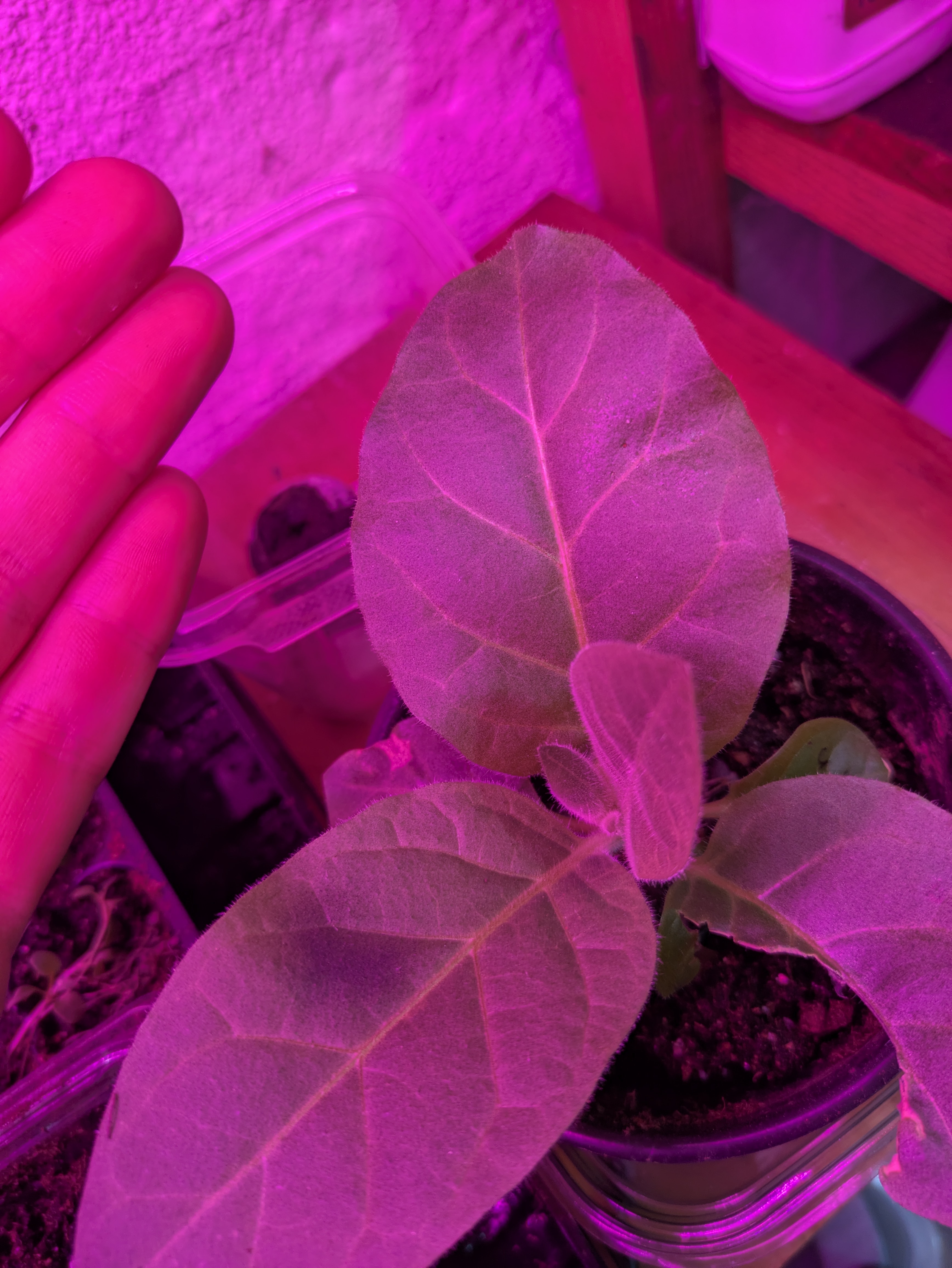 Graphite bottom leaf dark smudge, de top leaf (right, middle) both from ~2cm away (ish)