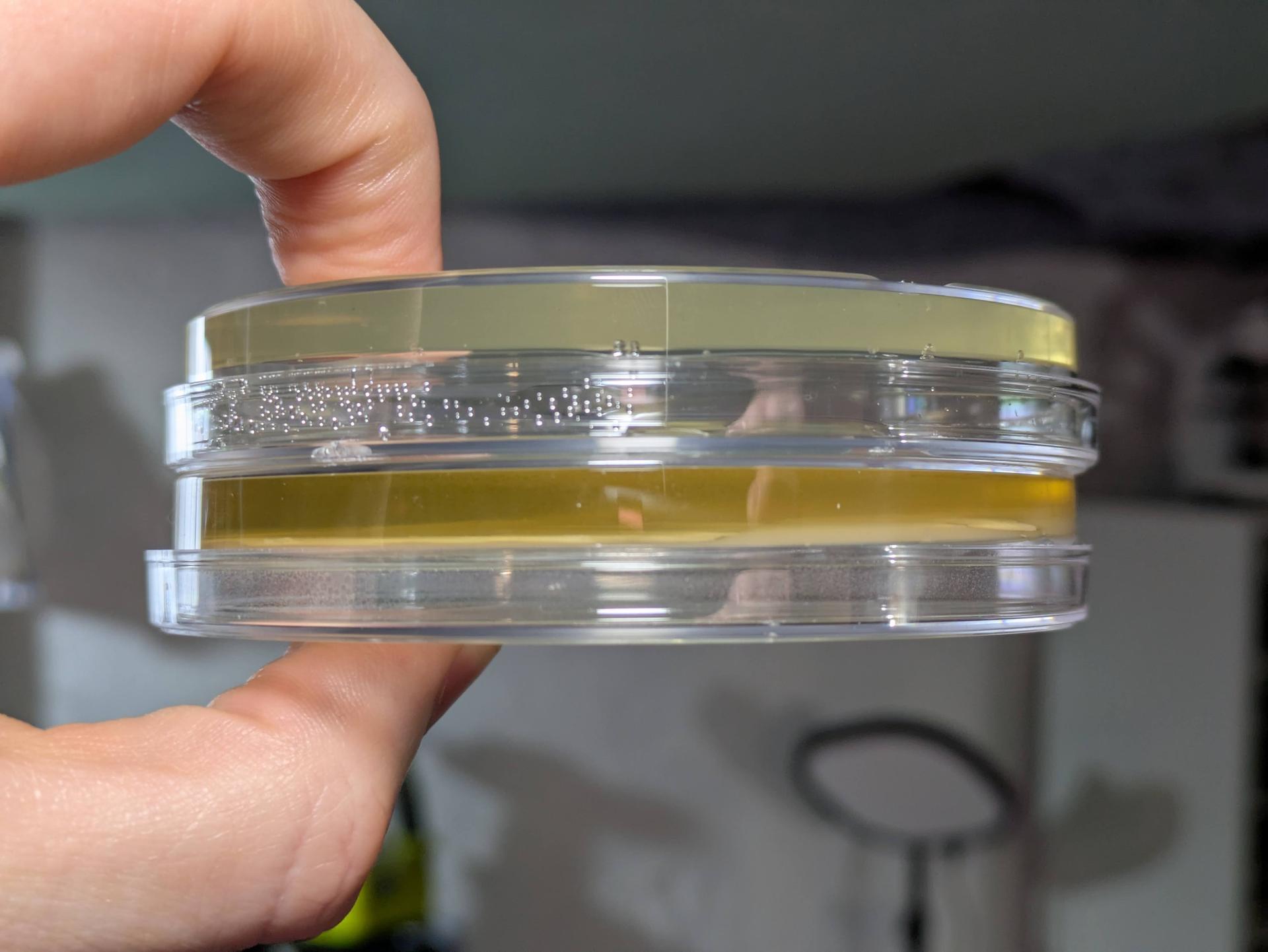 e.c. with pBILI (bottom) showing some color in the agar after a few days growth