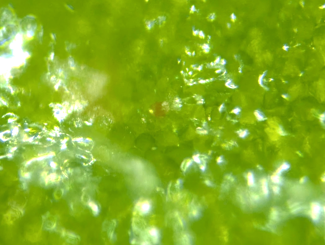 I *think* this might be a cell expessing ruby!