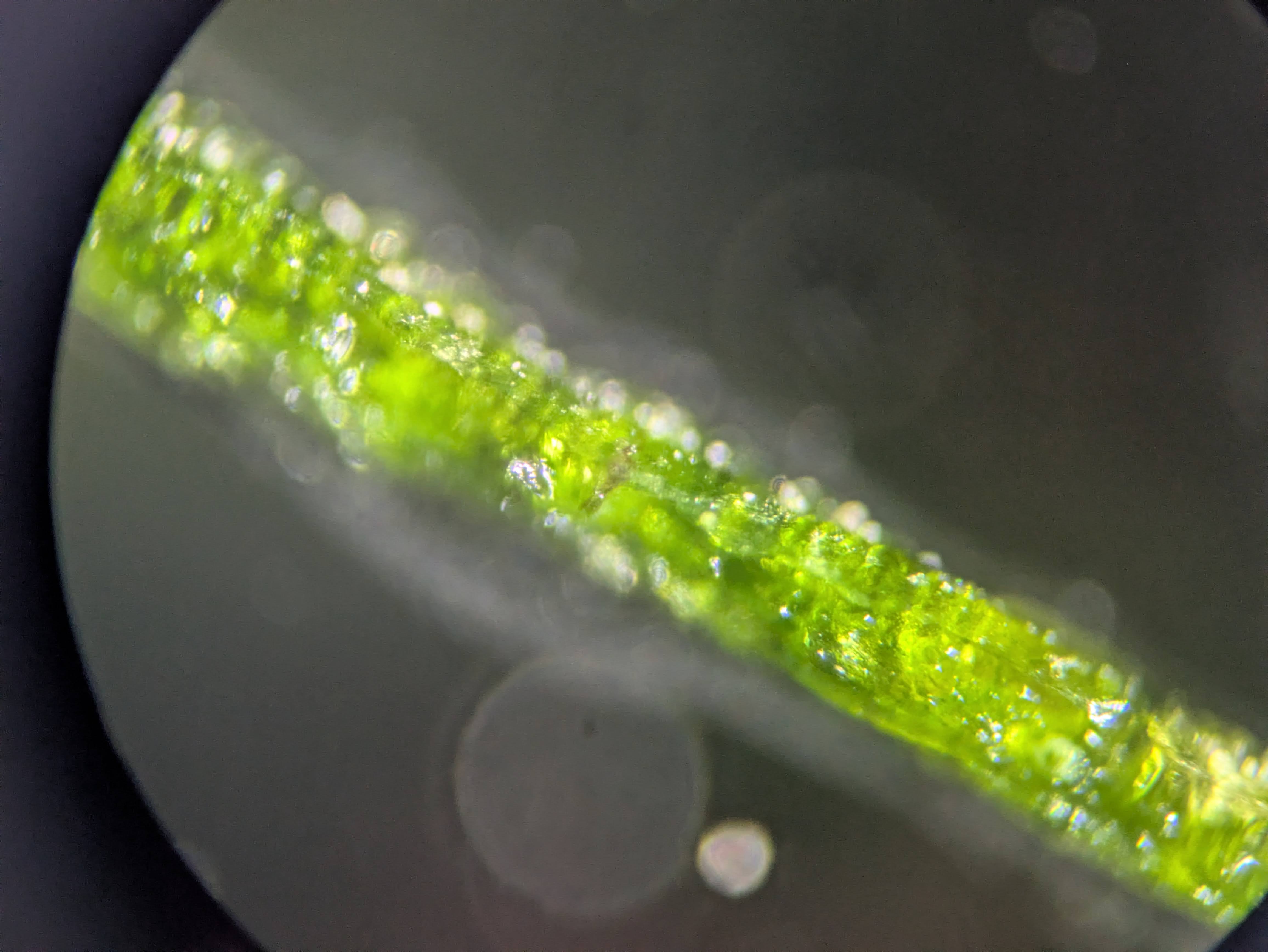 Side view (hard to photograph)