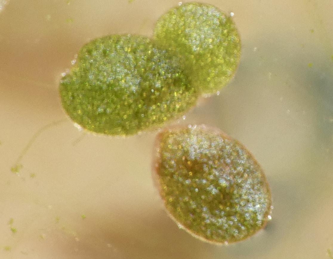 Experiment photo