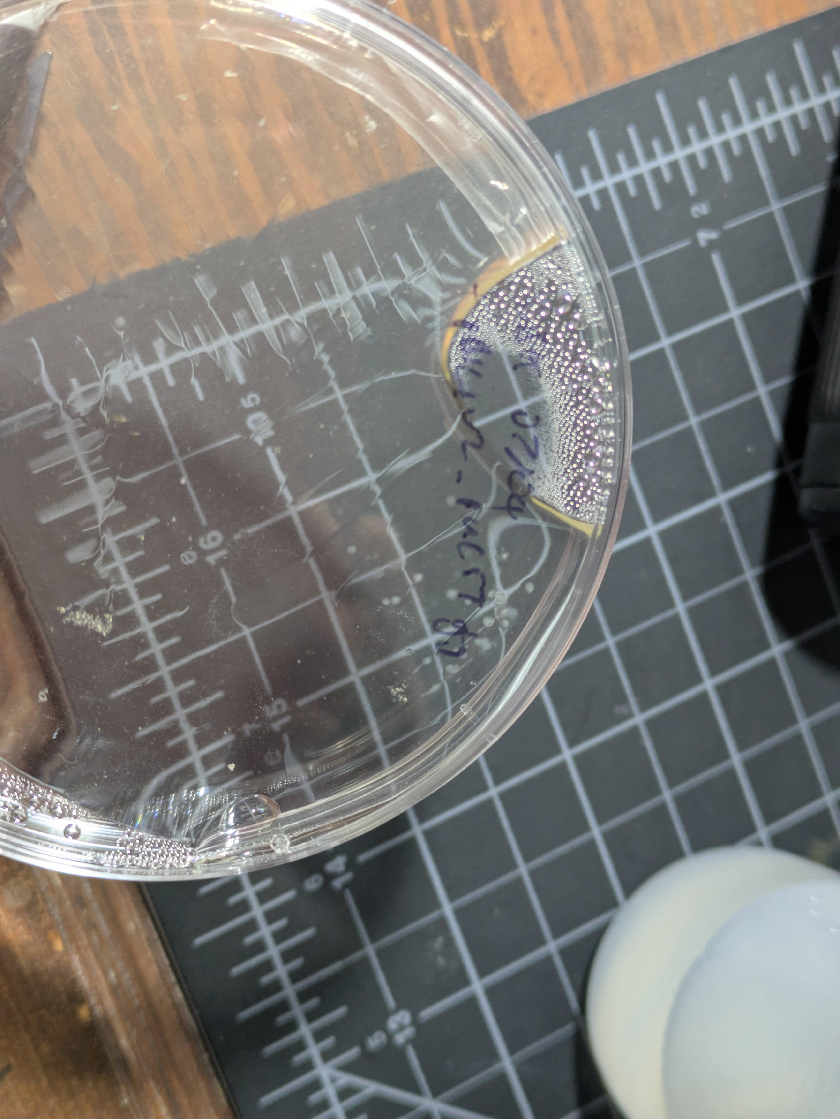 A few small colonies, likely only form where density was high enough that they could overcome the antibiotic pressure