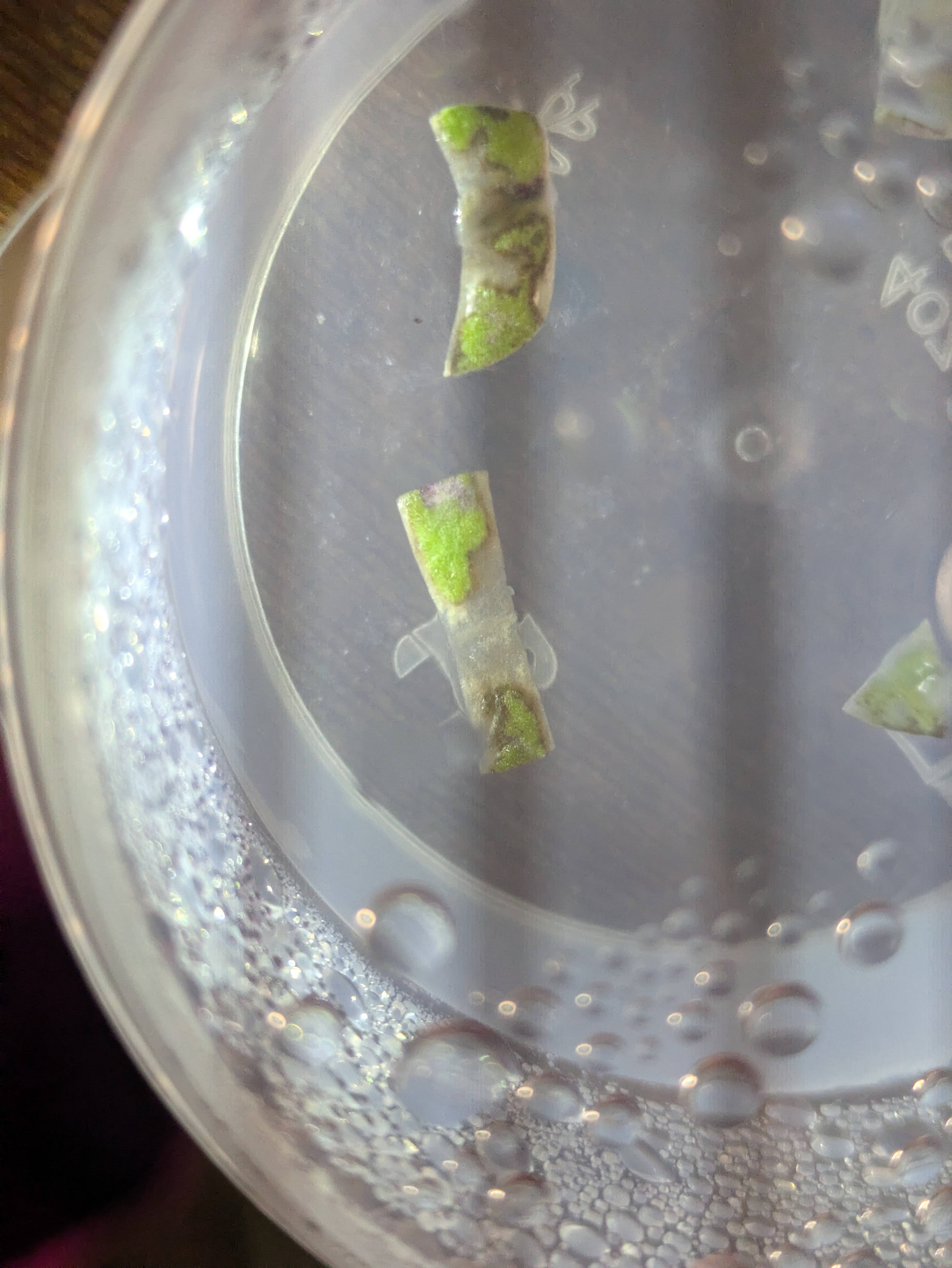 Experiment photo