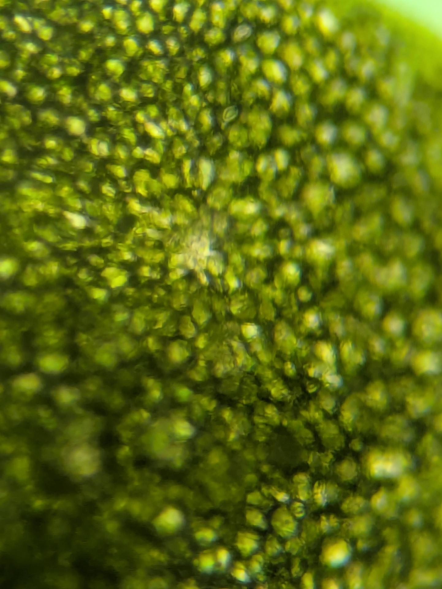 duckweed