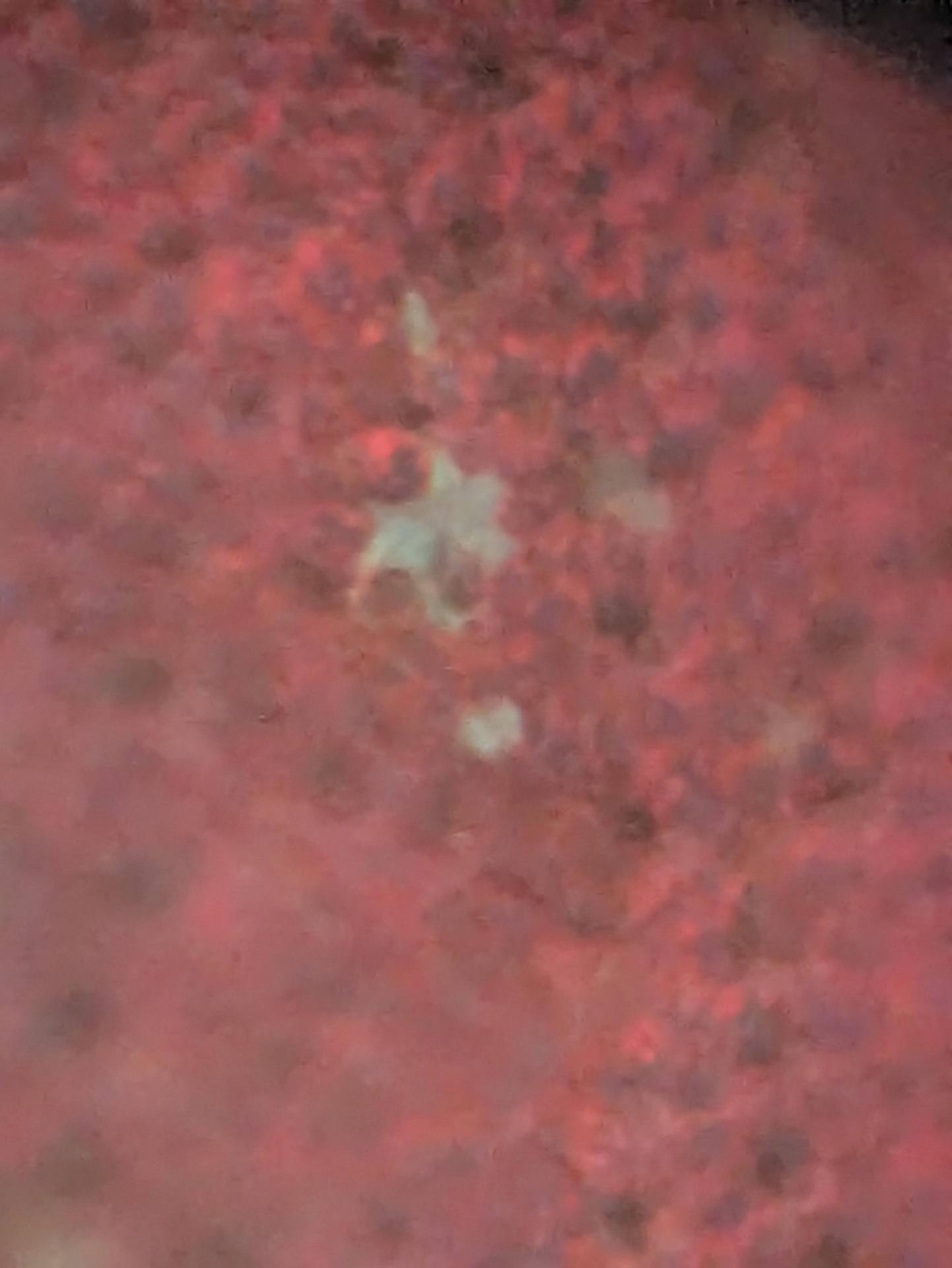 Same duckweed, bad pic but shows tfm.