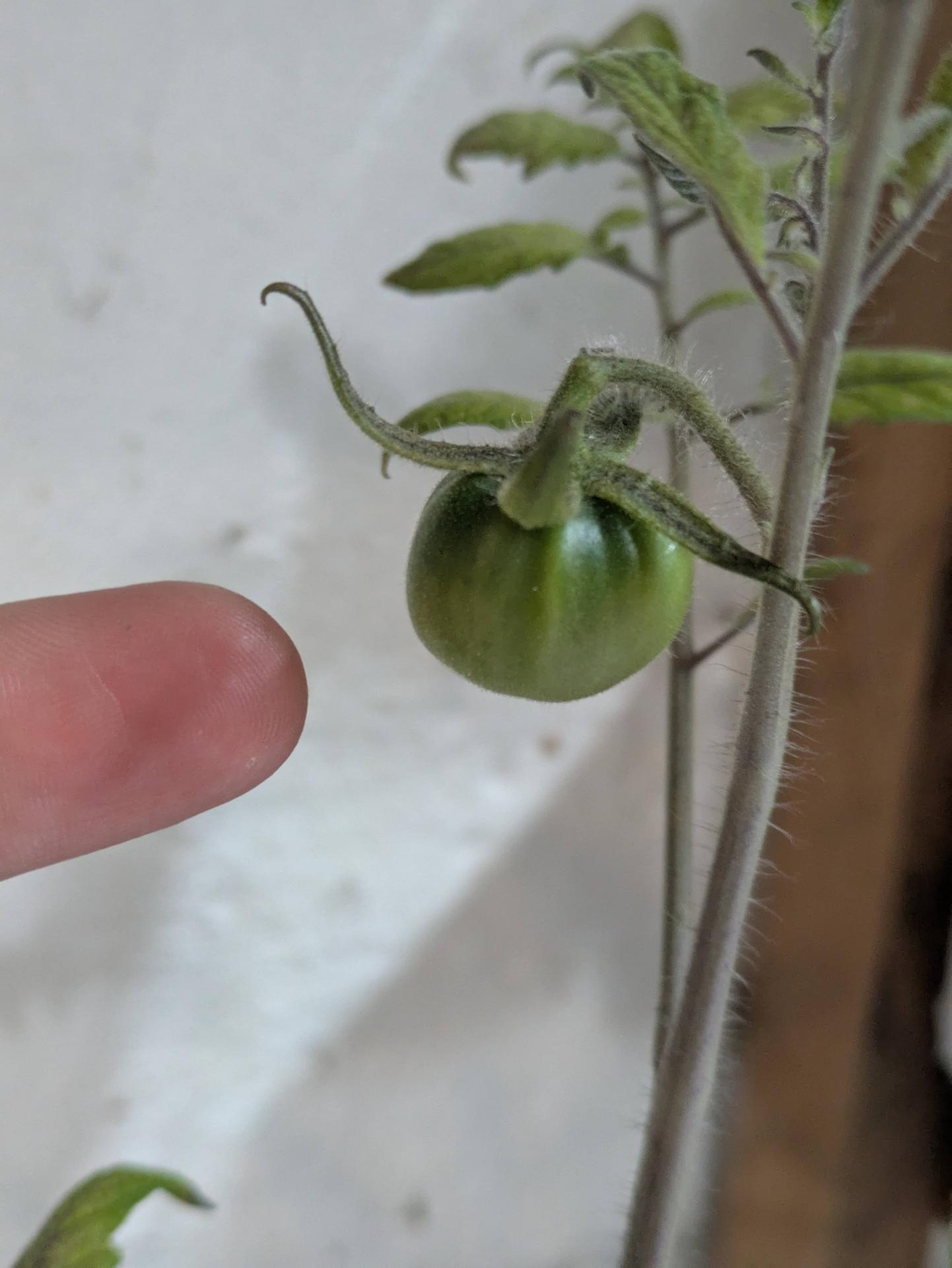purple tomato not purple yet
