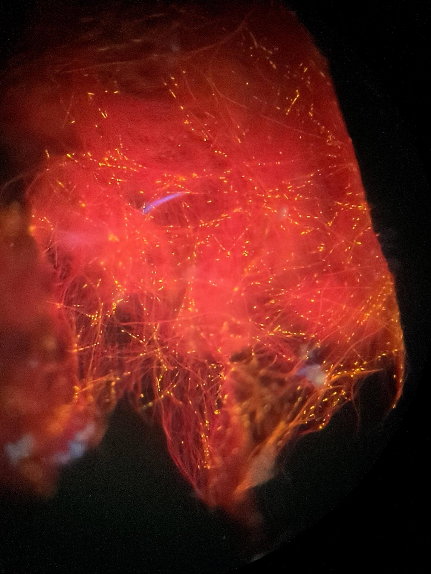 Algae under UV