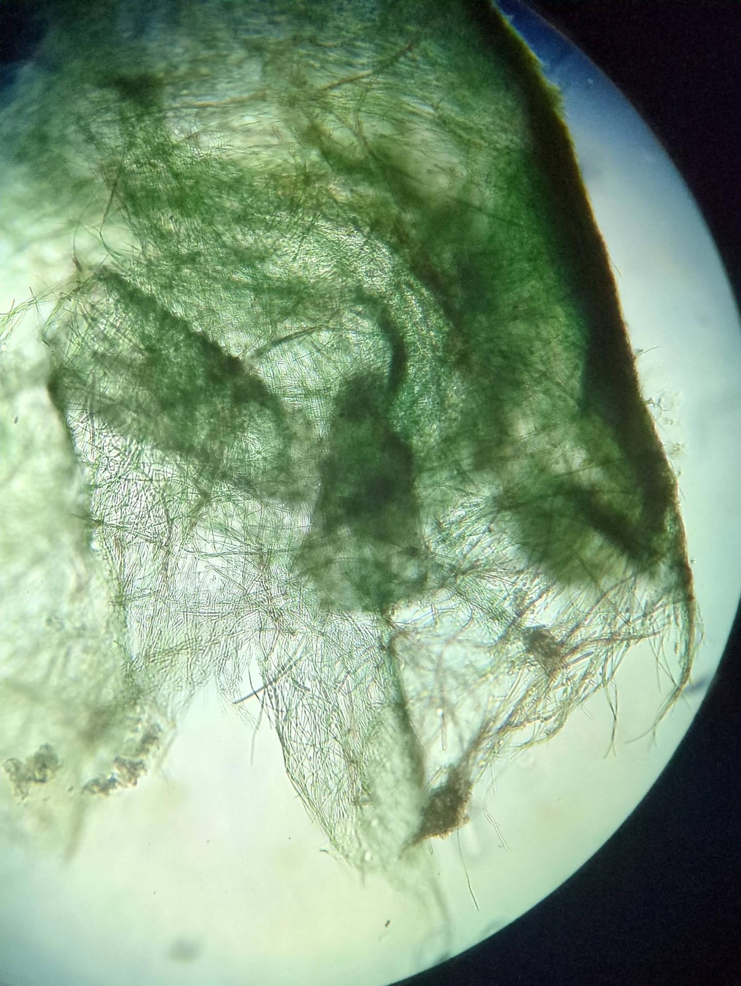 Algea, visible light