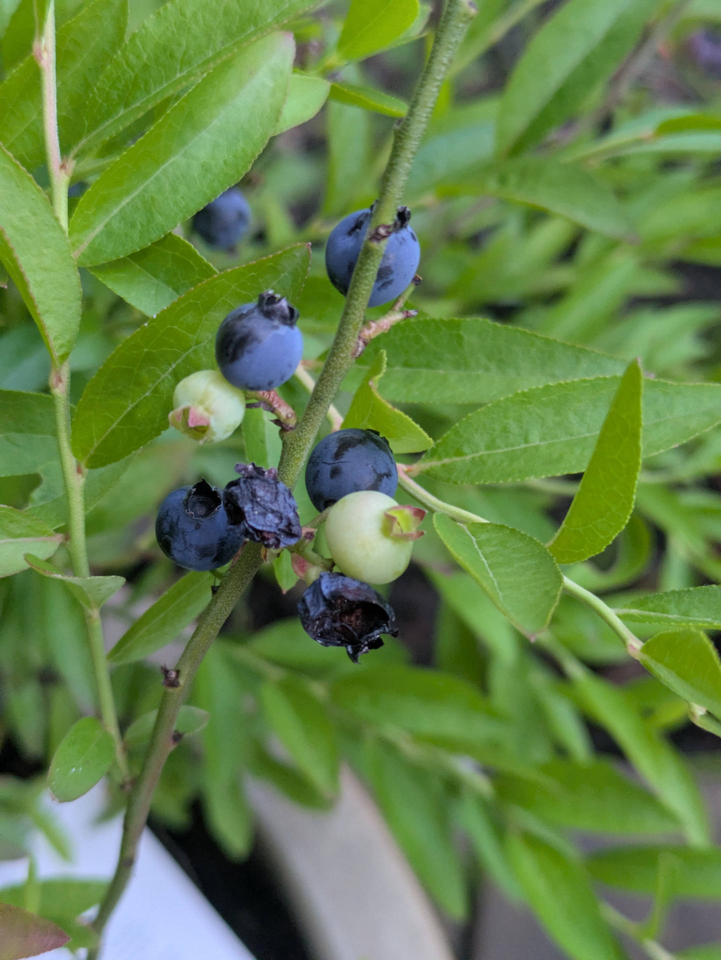 blueberries!