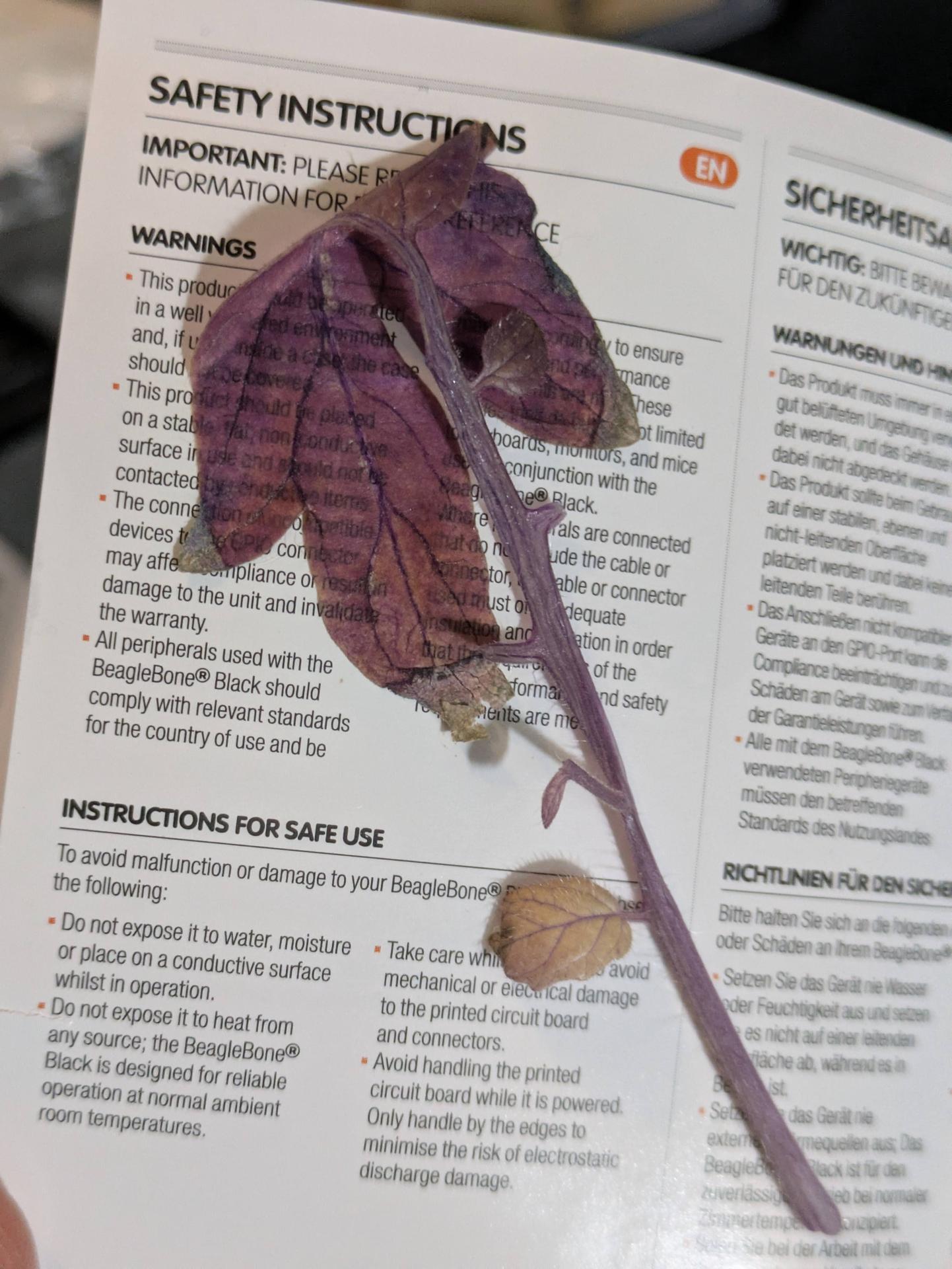 Leaf after smushing