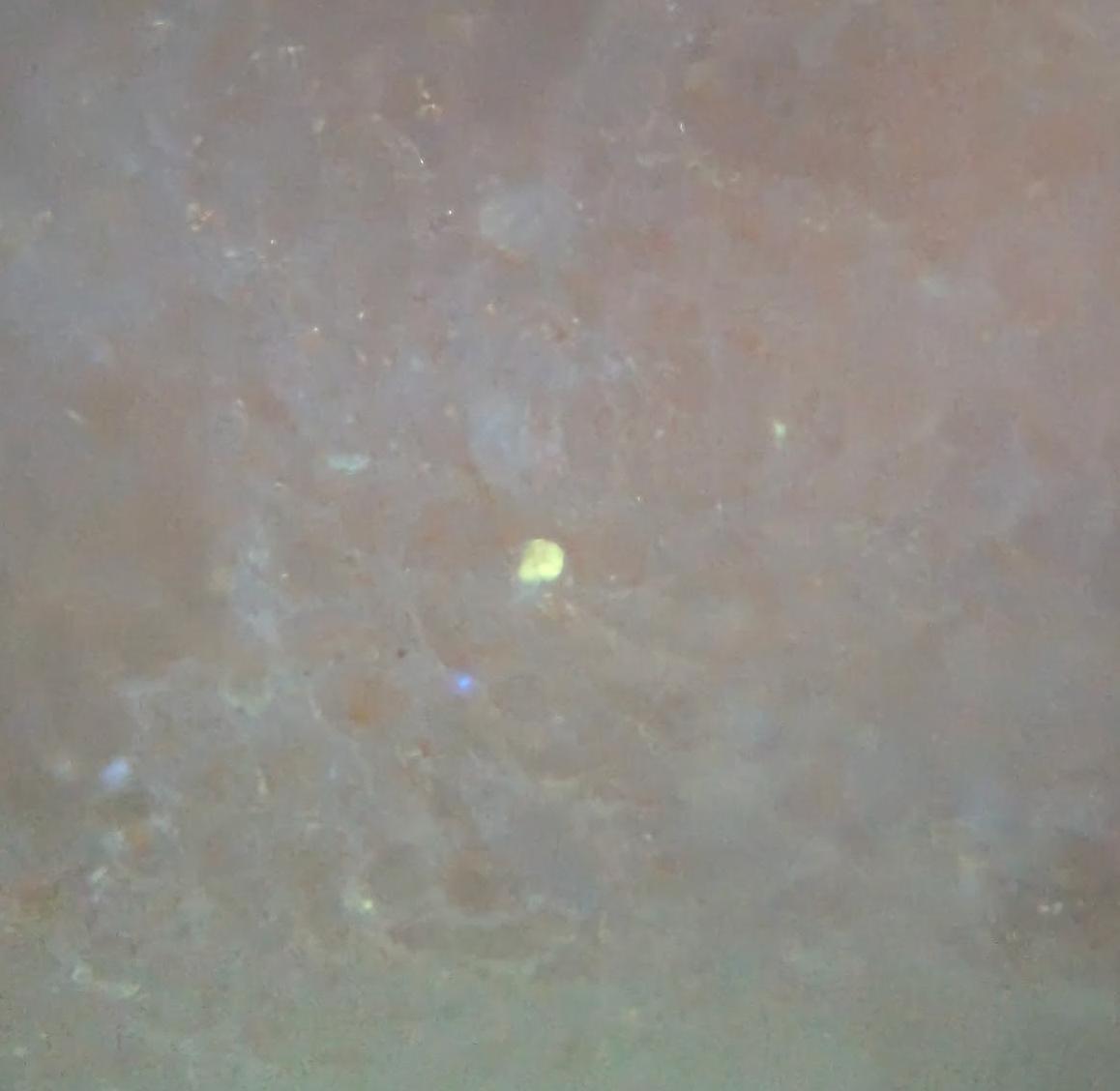 eyGFPuv expression in carrot tissue