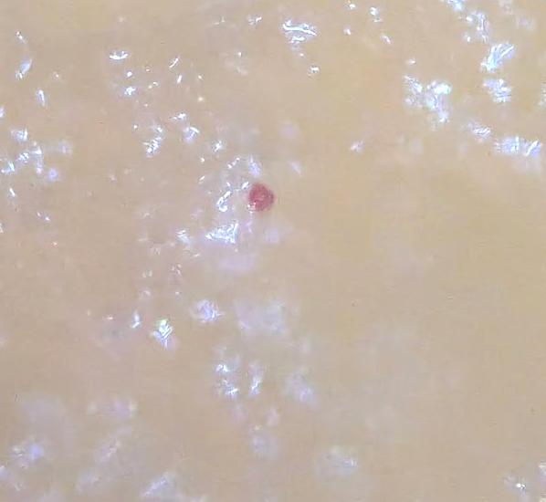 RUBY expression in carrot tissue