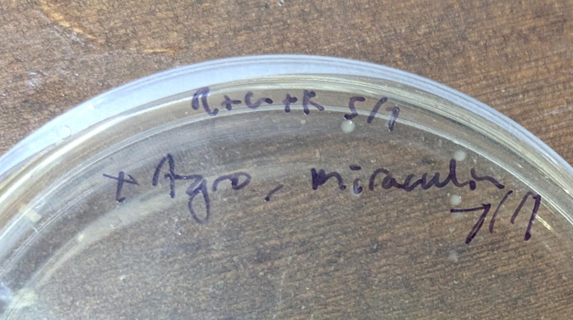 Colonies on +DNA plate