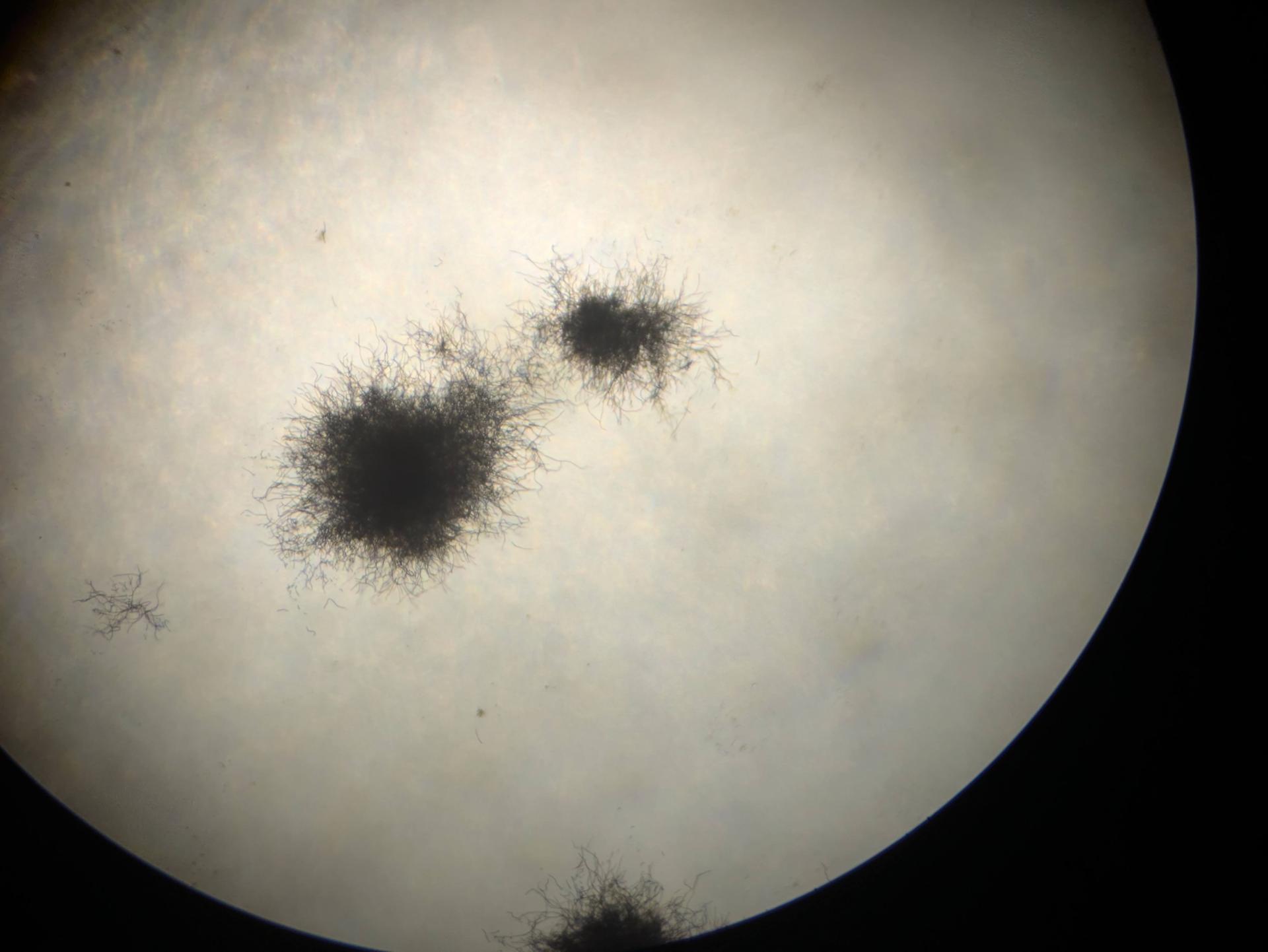 water mold