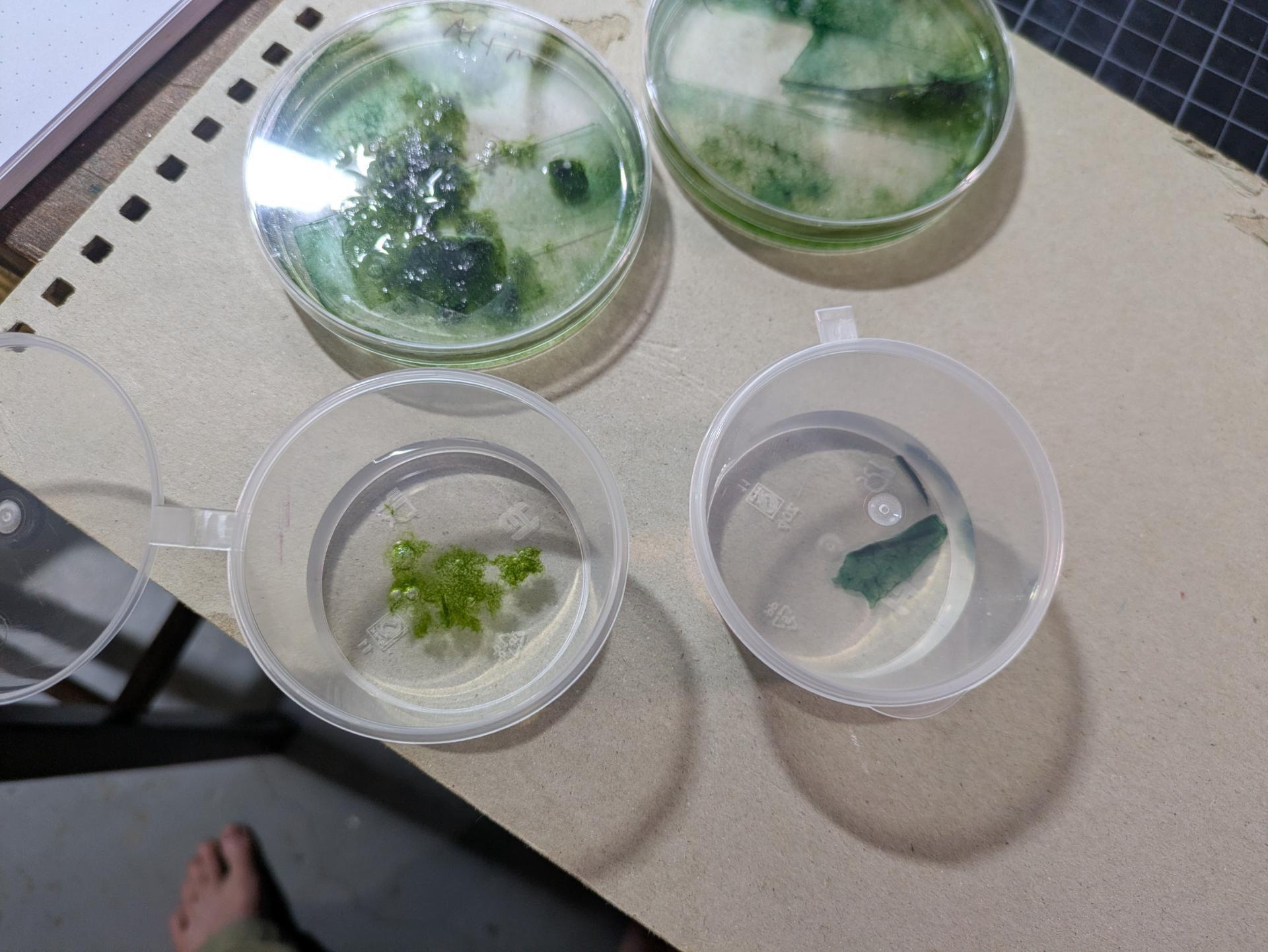 algae samples + source dishes