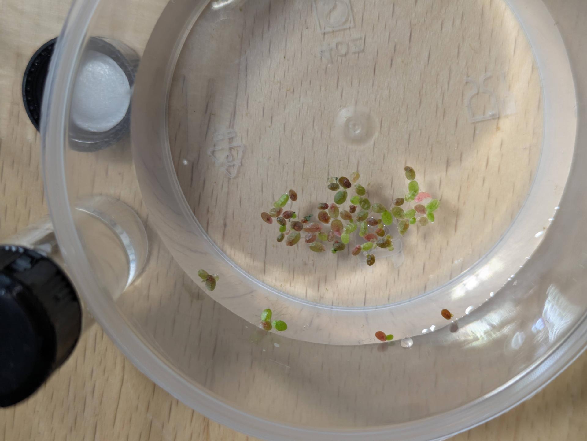 RUBY duckweed dregs