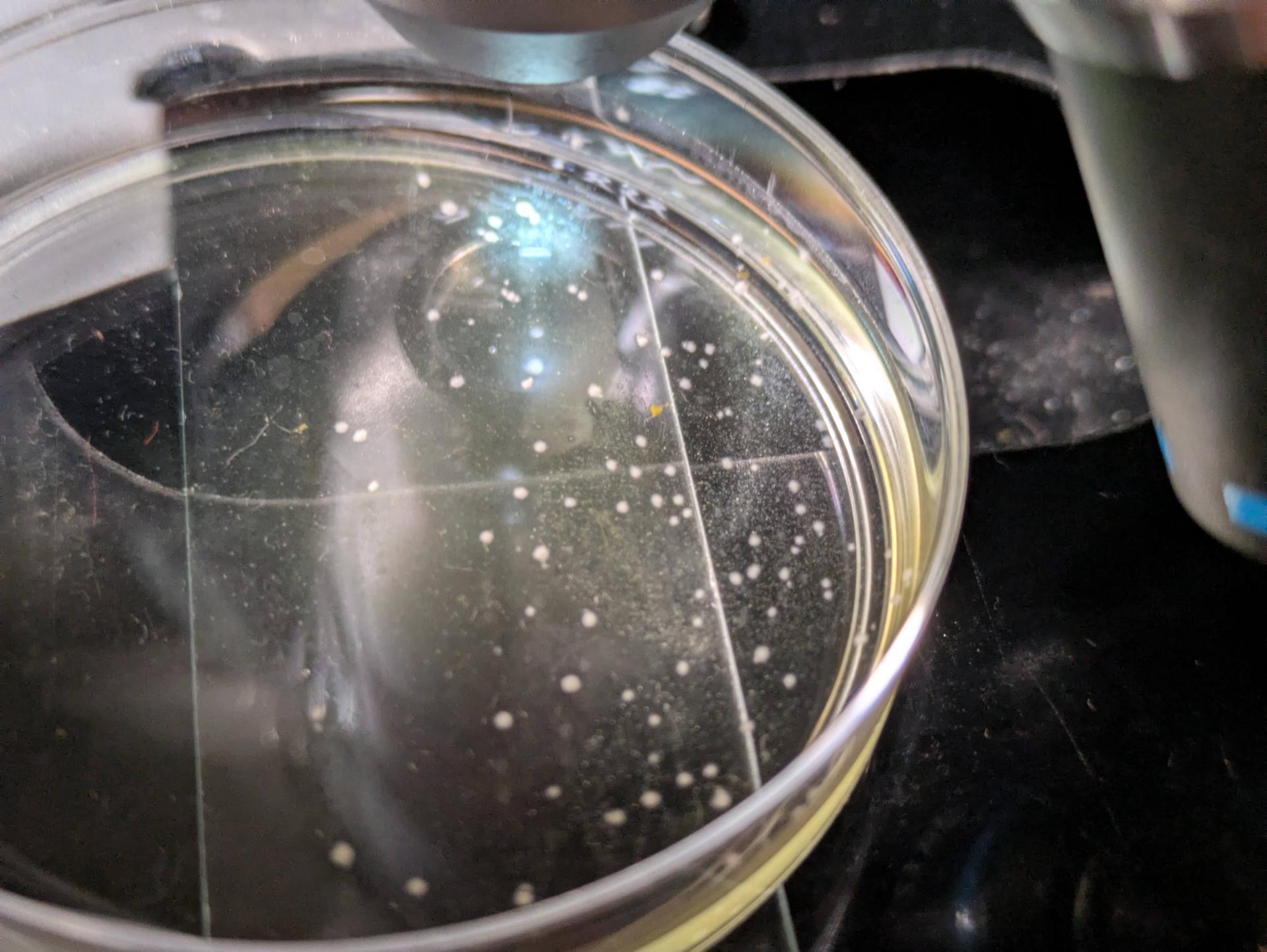 water mold
