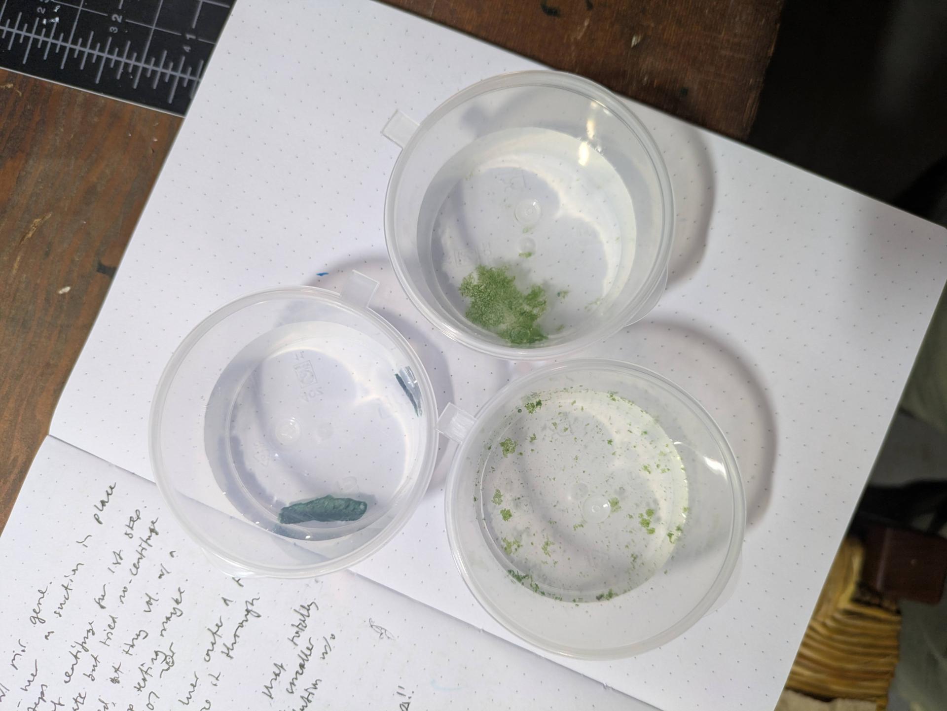 algae samples