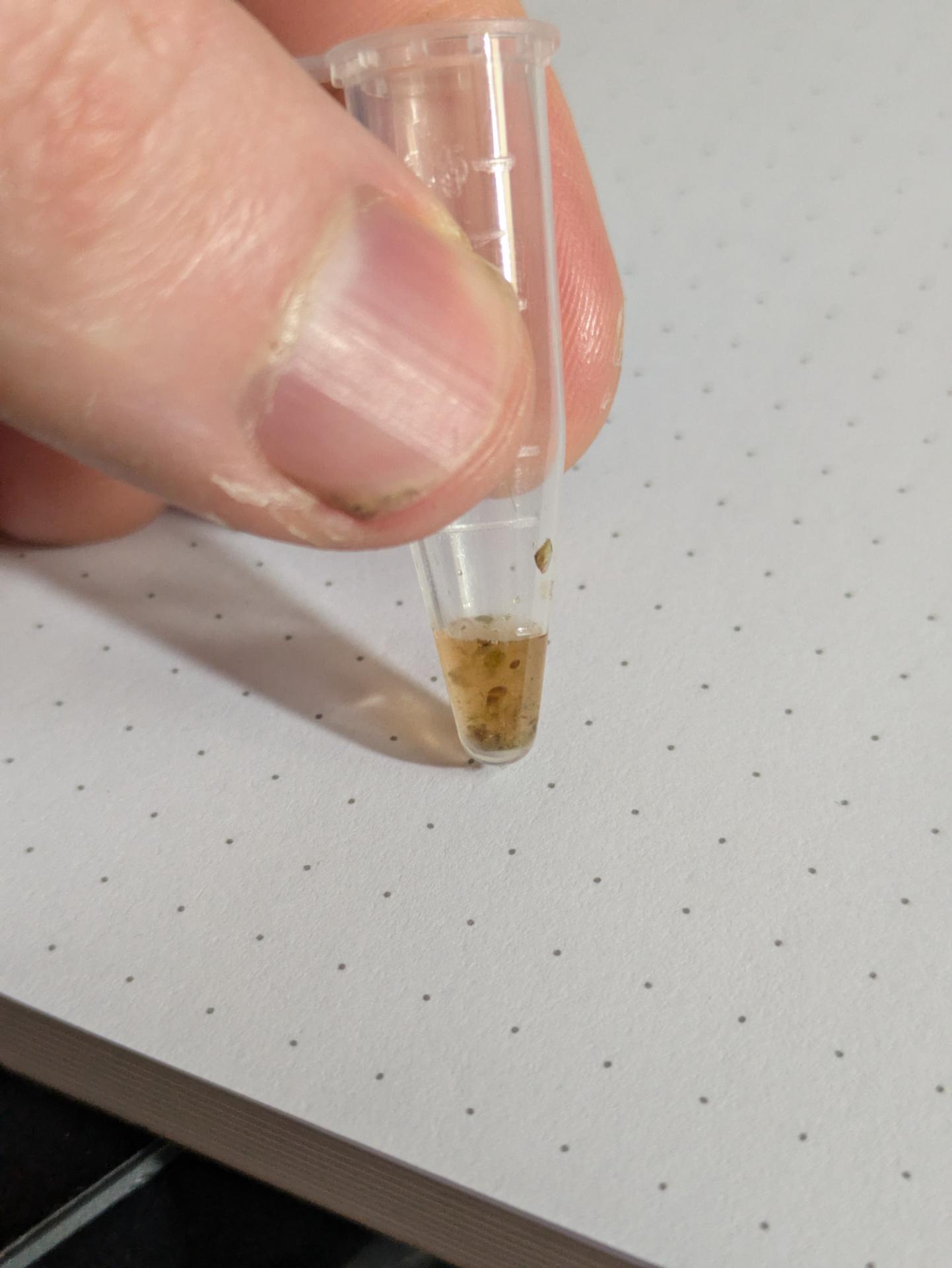 Belatin is water soluble