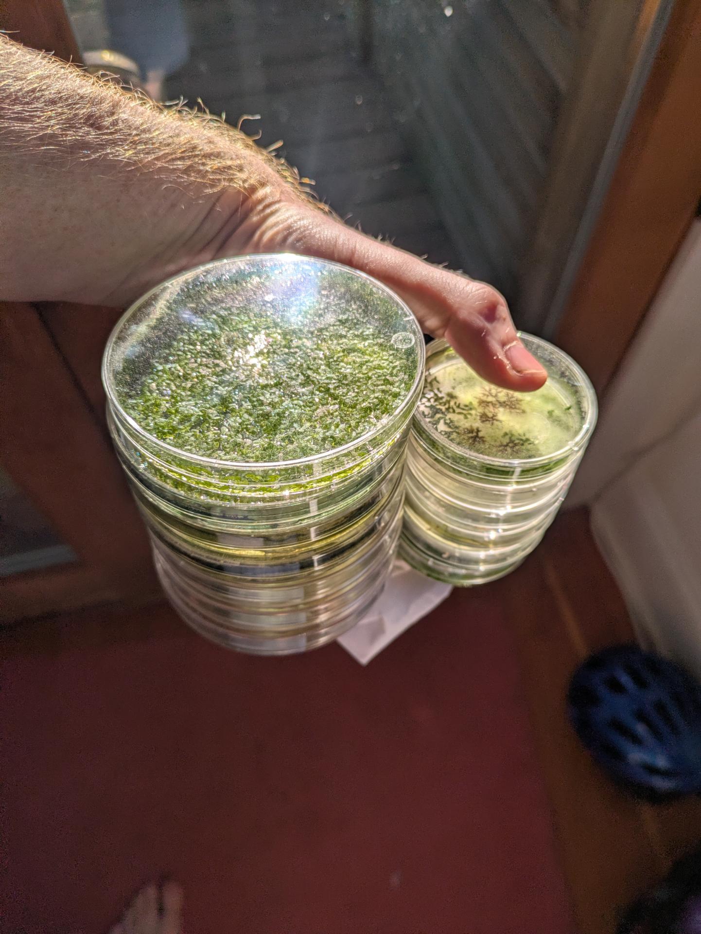 Older dishes ready for sterilization and disposal
