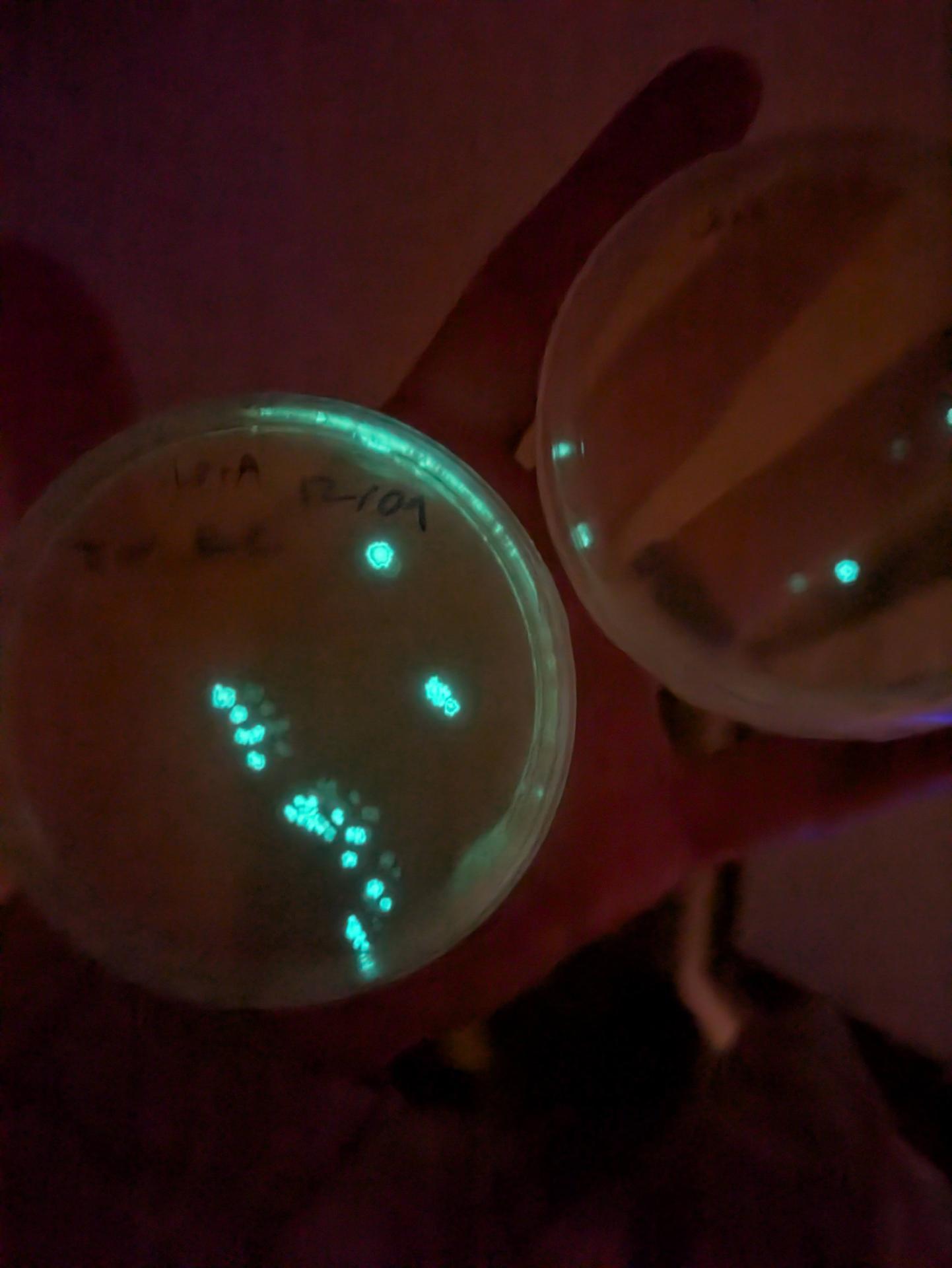 glowy colonies even on hasty extra plates not streaked properly