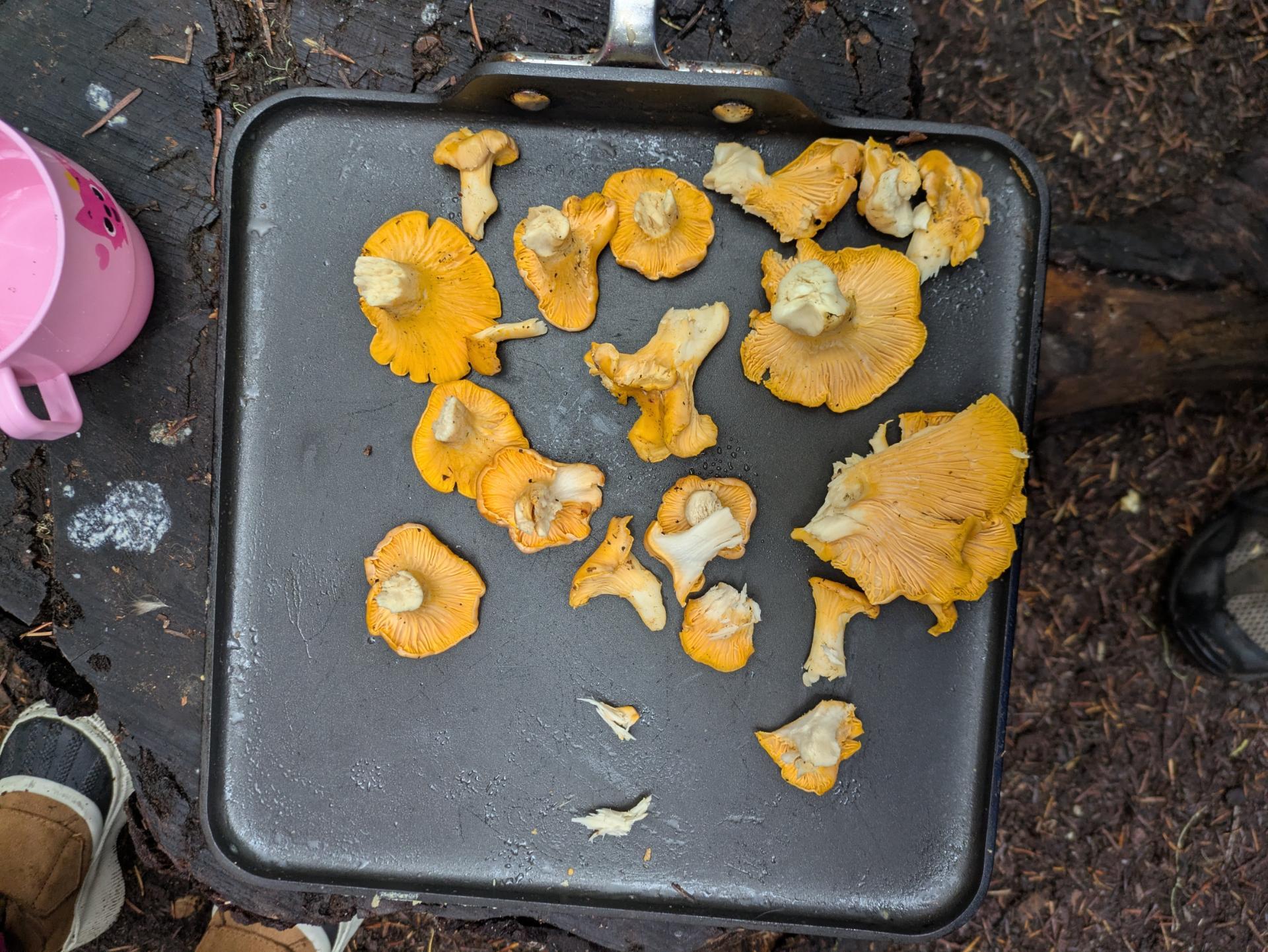 chanterelles in WA